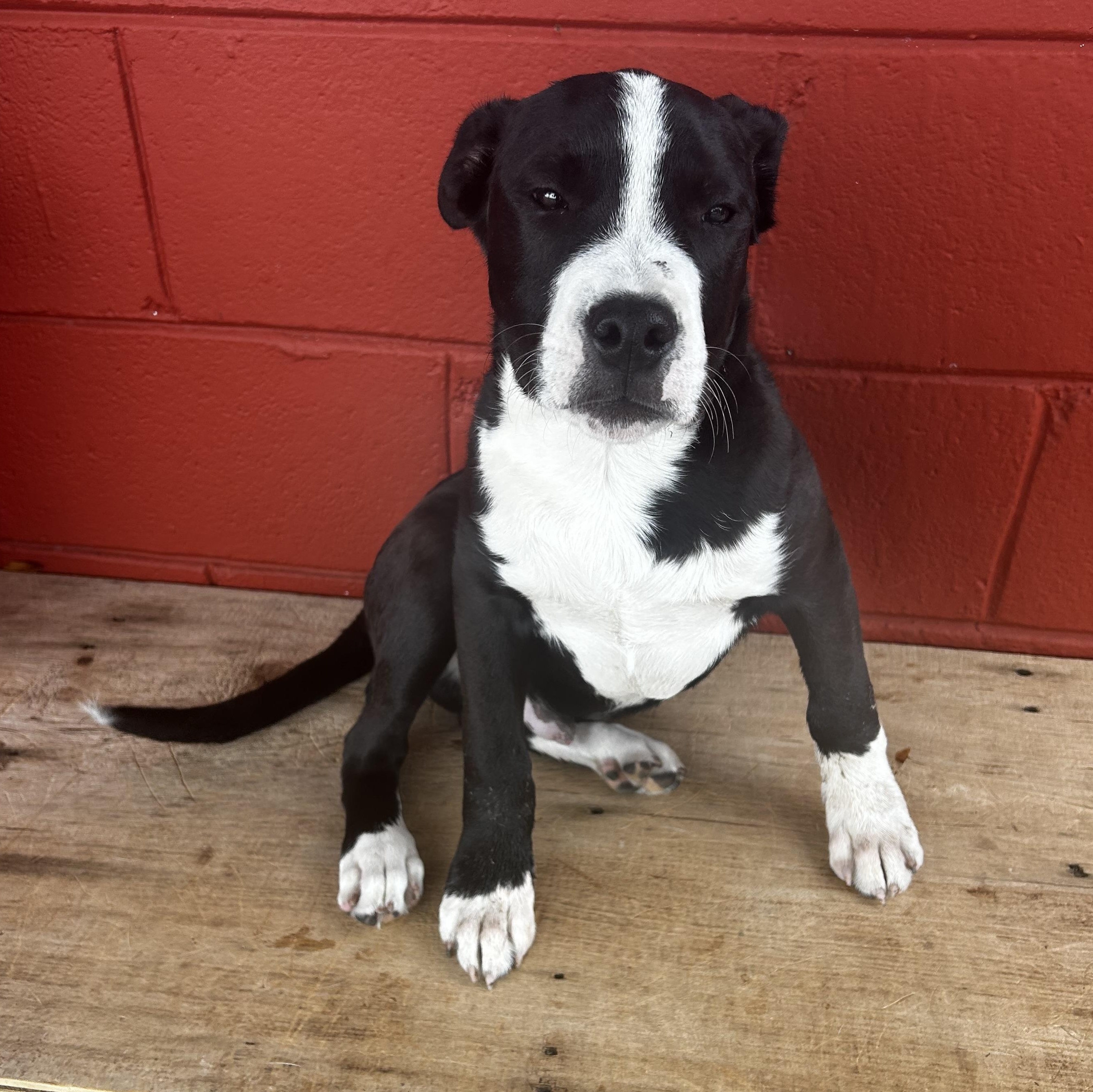 Enlarge Tug, an adoptable mixed breed in Pensacola, FL image 4/5