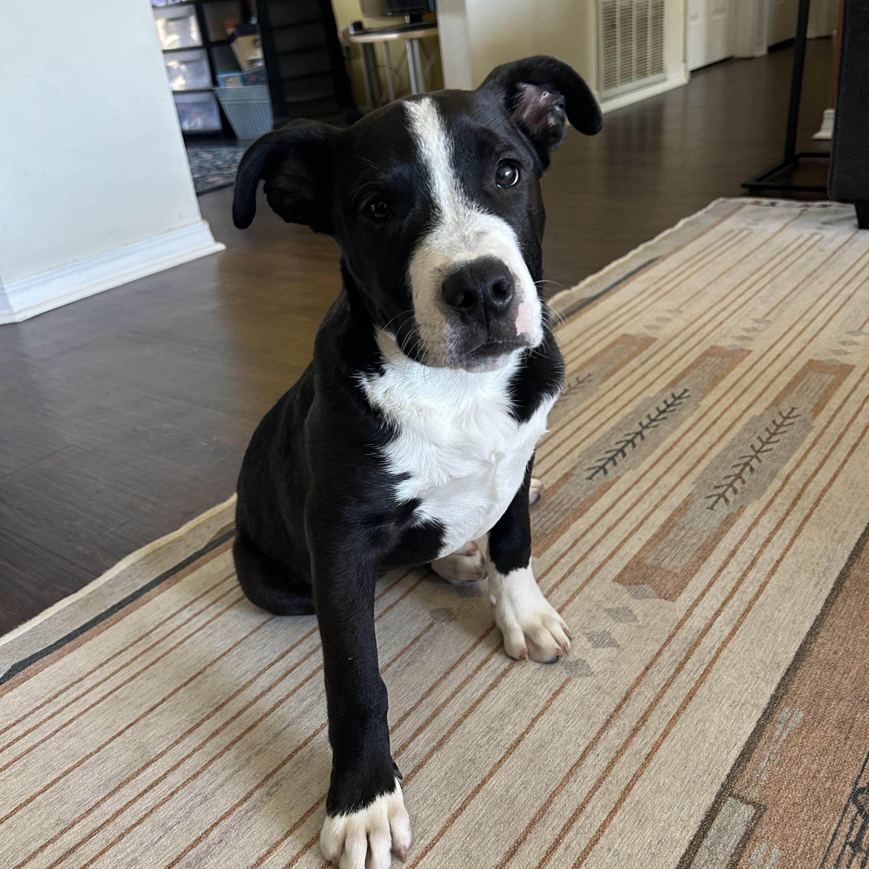 Enlarge Tug, an adoptable mixed breed in Pensacola, FL image 3/5