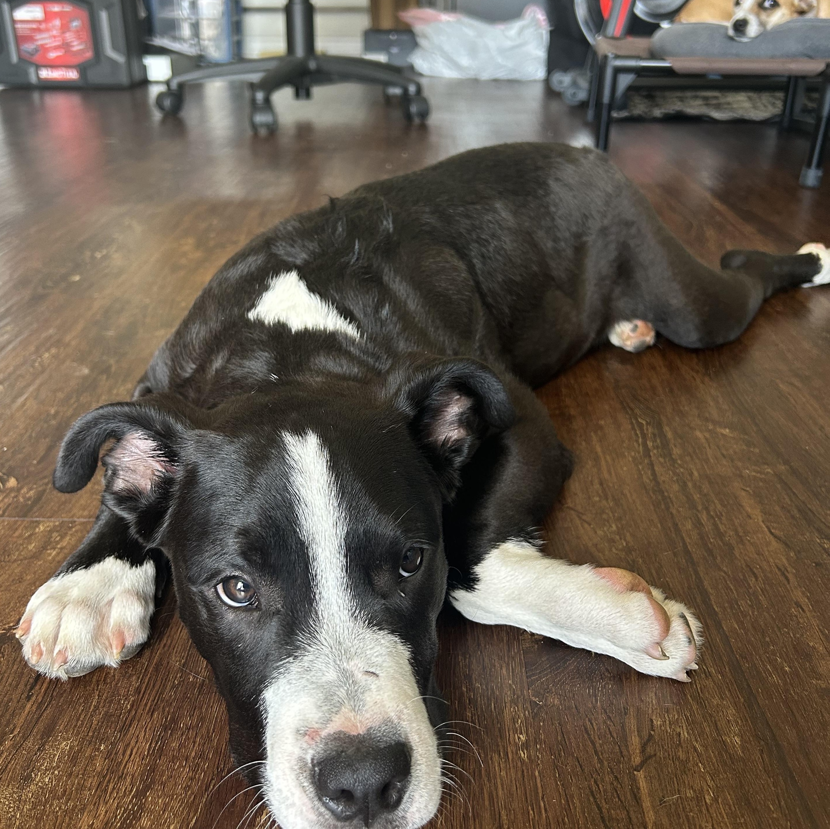 Enlarge Tug, an adoptable mixed breed in Pensacola, FL image 2/5