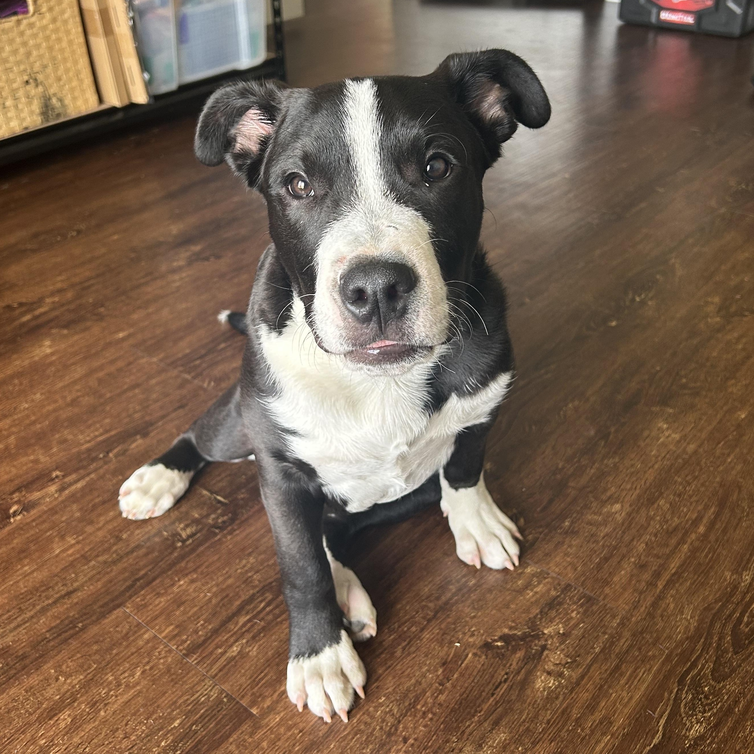 Enlarge Tug, an adoptable mixed breed in Pensacola, FL image 1/5