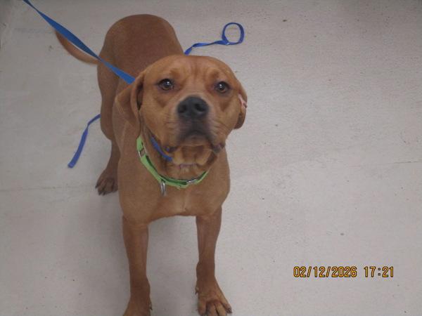 Enlarge MacK(18), a Adoptable mixed breed in Marietta, GA image 2/2