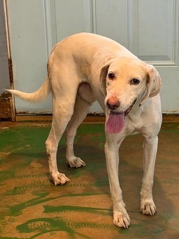 Enlarge Bridge 26, a Adoptable mixed breed in Brookhaven, MS image 1/3