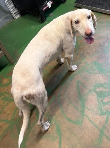 Enlarge Bridge 26, a Adoptable mixed breed in Brookhaven, MS image 2/3