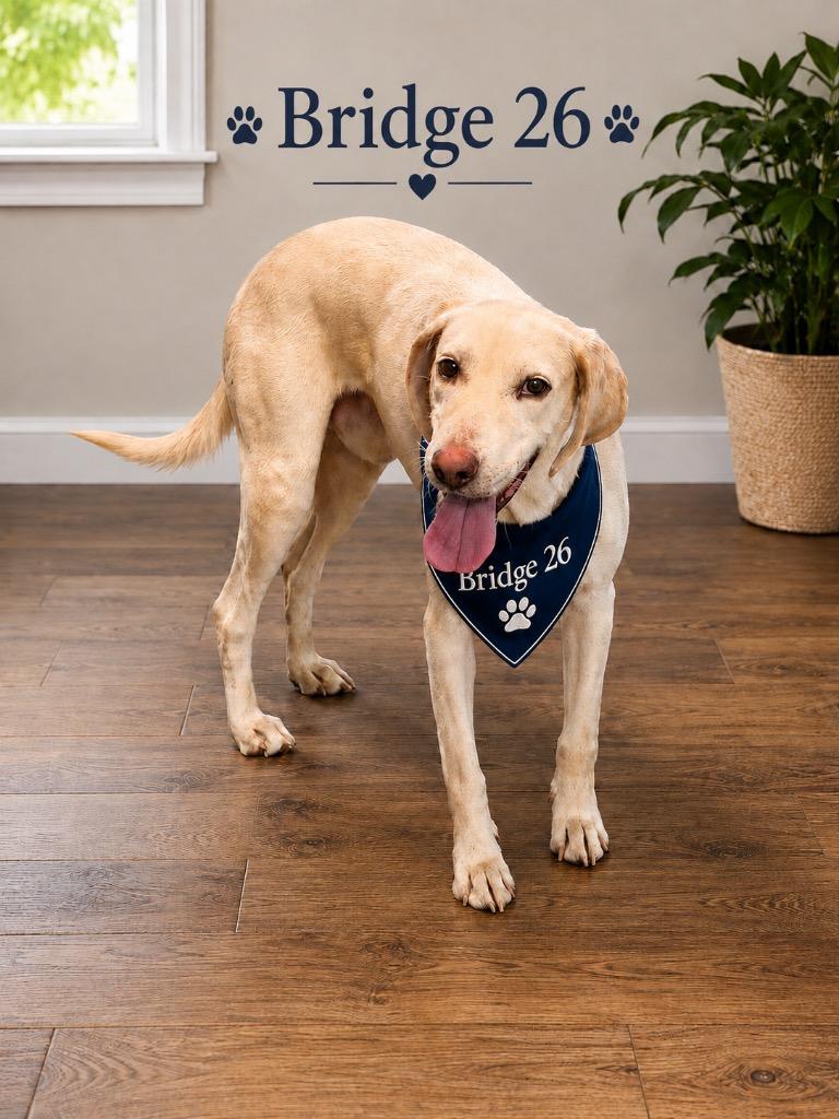 Enlarge Bridge 26, a Adoptable mixed breed in Brookhaven, MS image 3/3