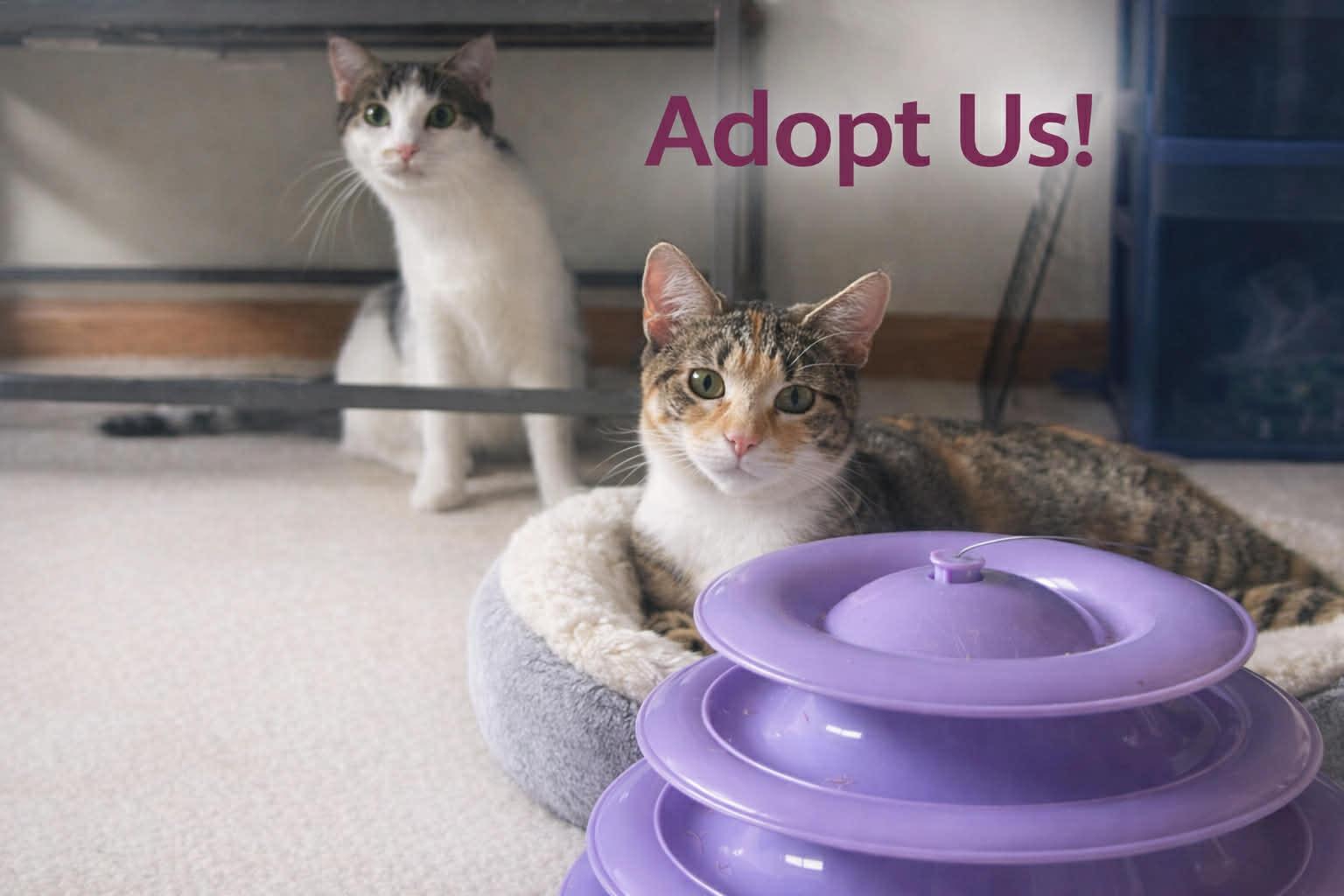 Enlarge Willow & Timber, a Adopted mixed breed in Mankato, MN image 3/3