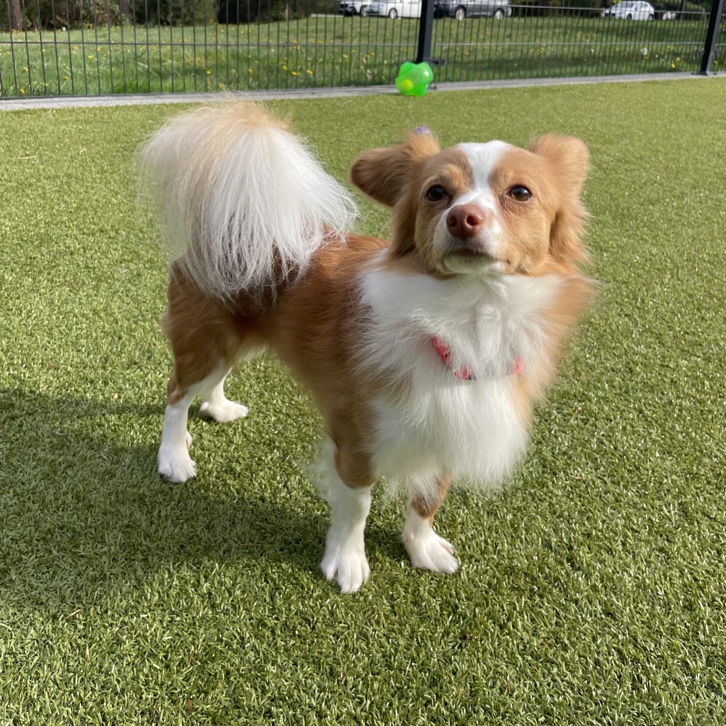 Enlarge Ozzy, a Adoptable Chihuahua in Friday Harbor, WA image 1/1