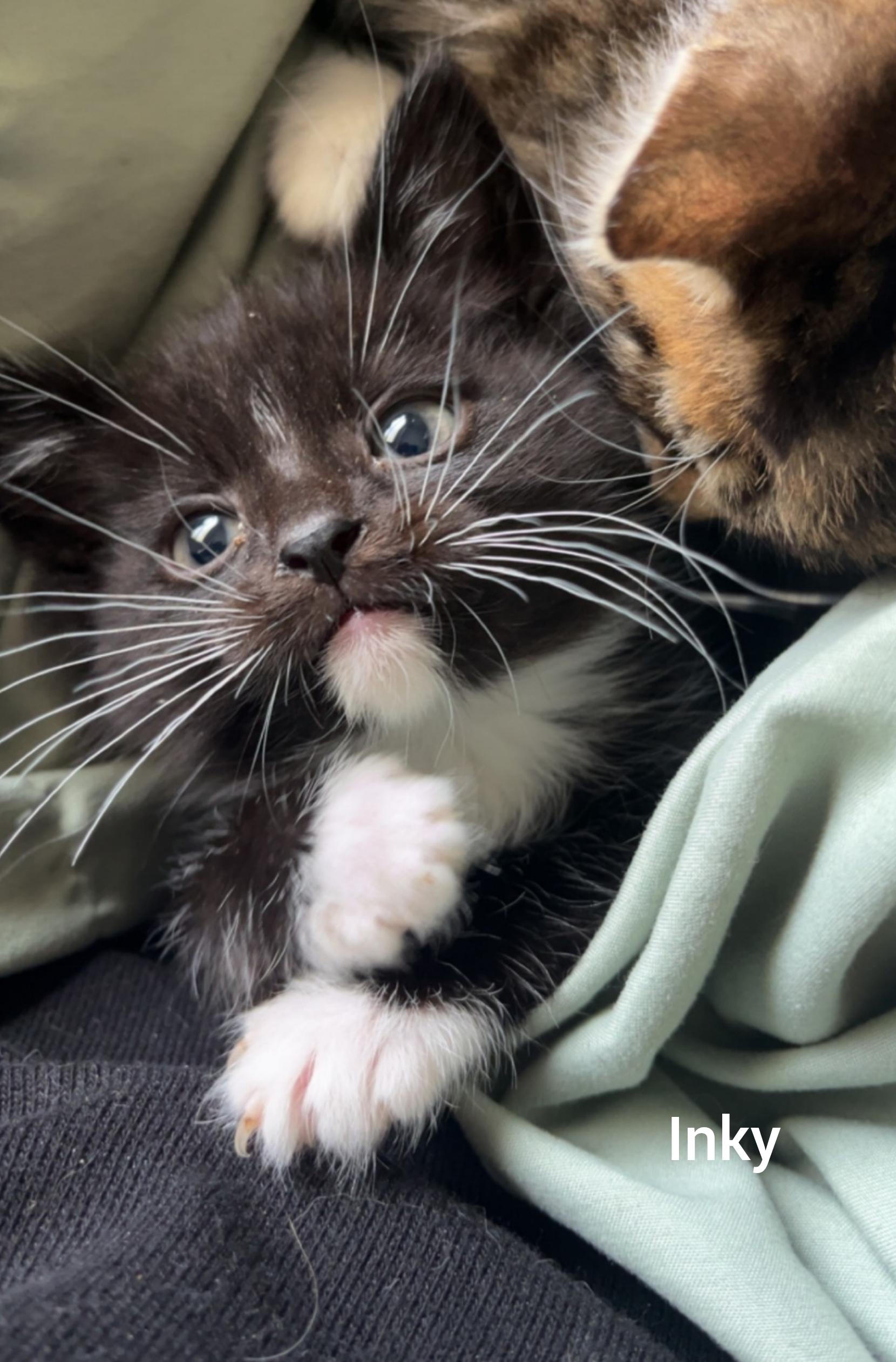 Enlarge Inky (Orlando Fl), a Adoptable American Shorthair in Orlando, FL image 1/2