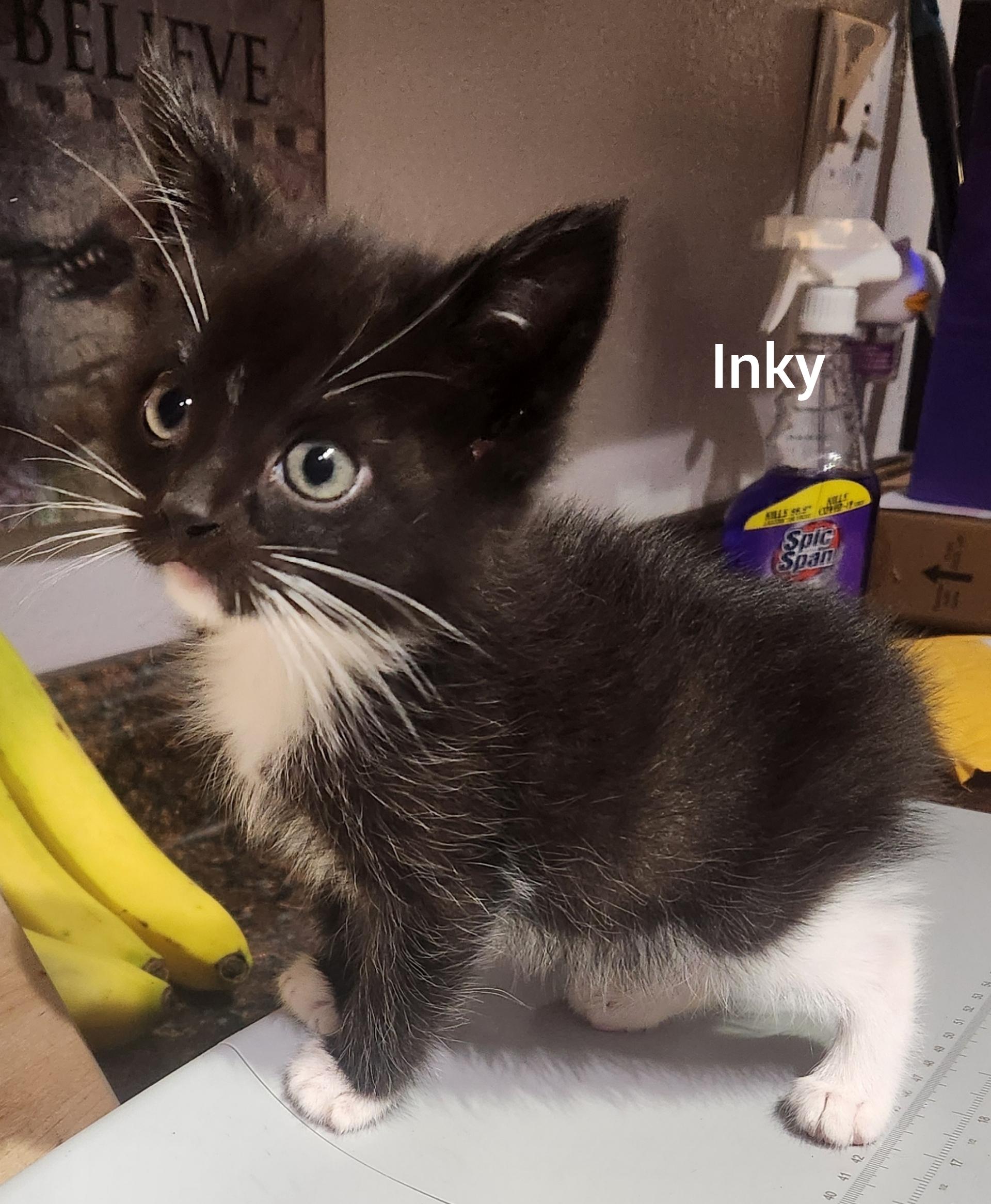 Enlarge Inky (Orlando Fl), a Adoptable American Shorthair in Orlando, FL image 2/2