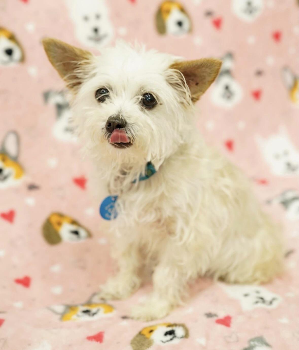 Enlarge Tuna, an adopted mixed breed in Pasadena, CA image 3/4