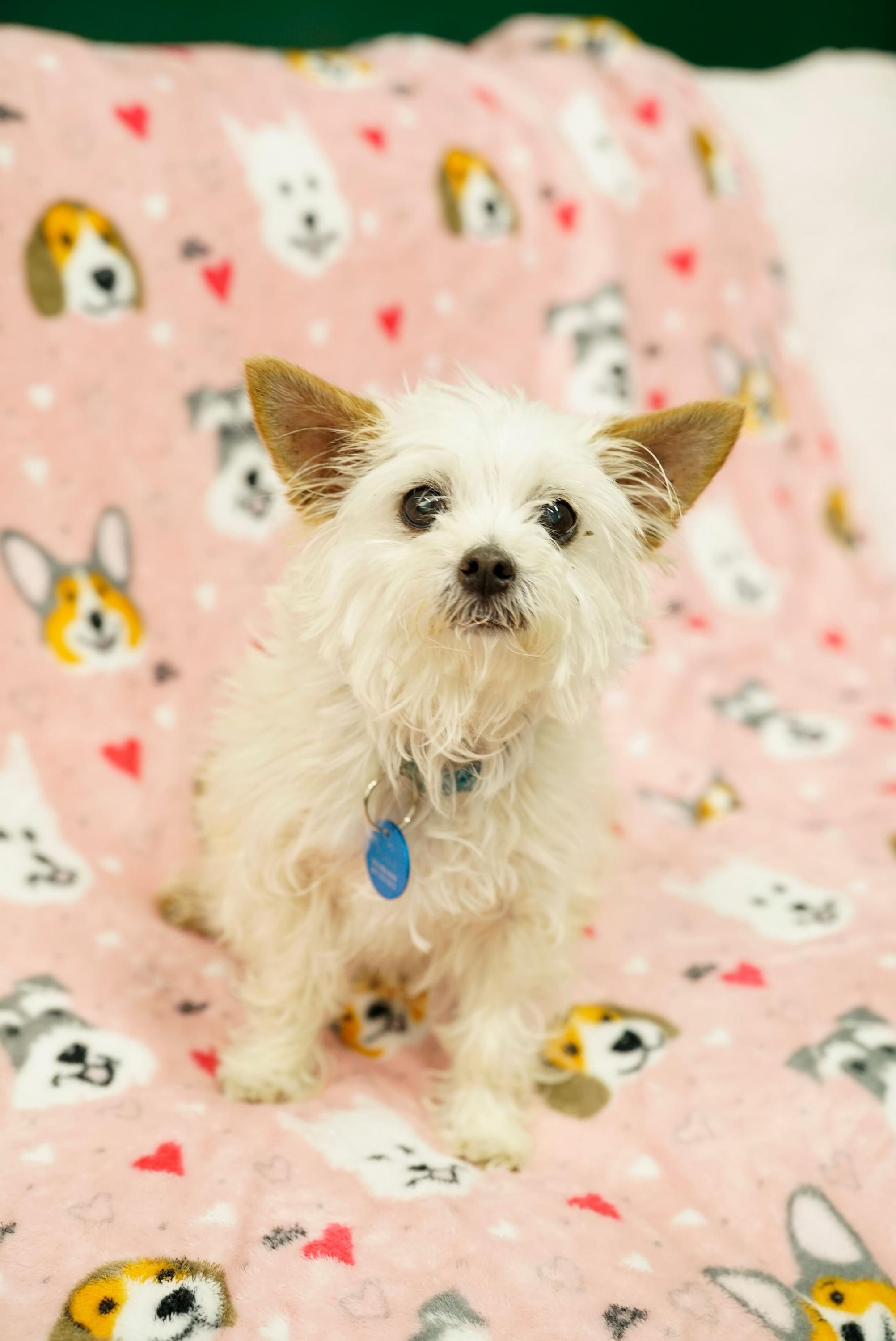 Enlarge Tuna, an adopted mixed breed in Pasadena, CA image 4/4