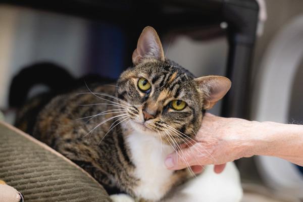 Enlarge Kylie, a Adoptable mixed breed in Escondido, CA image 1/2