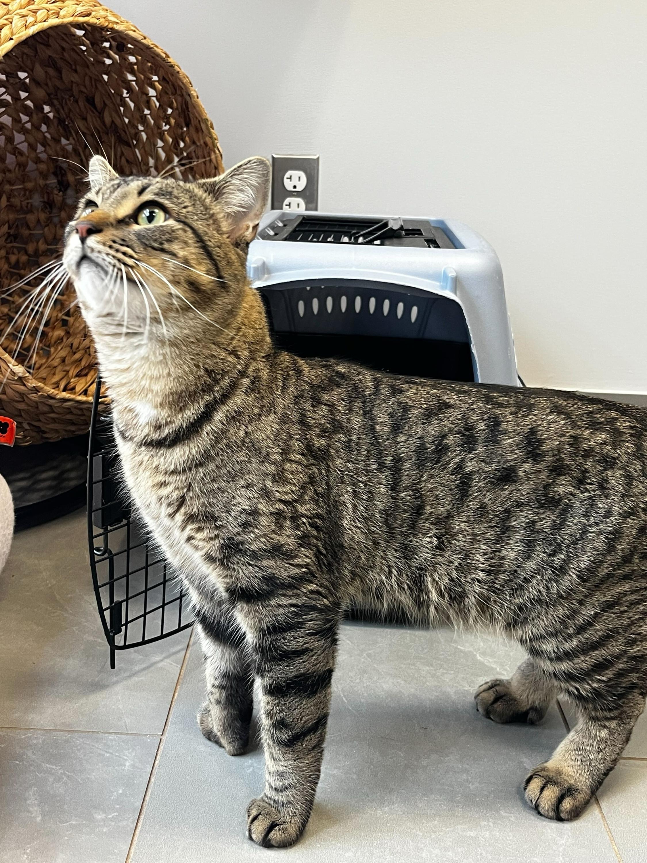 Humbug, an adopted Domestic Short Hair in North Haven, CT image 3/6