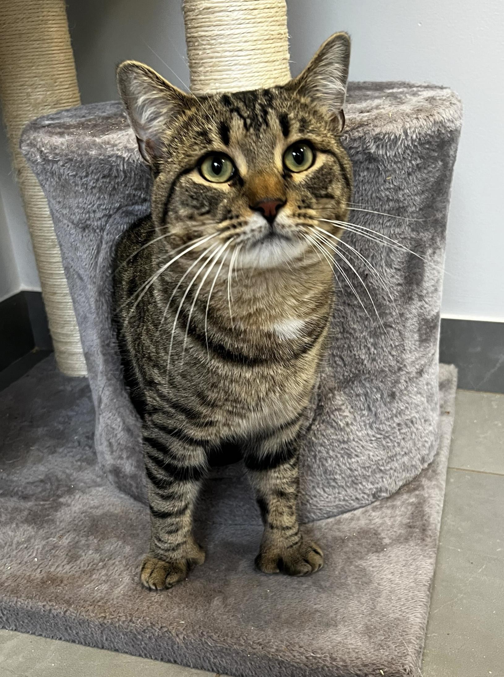 Humbug, adopted, Kitten Male Domestic Short Hair.
