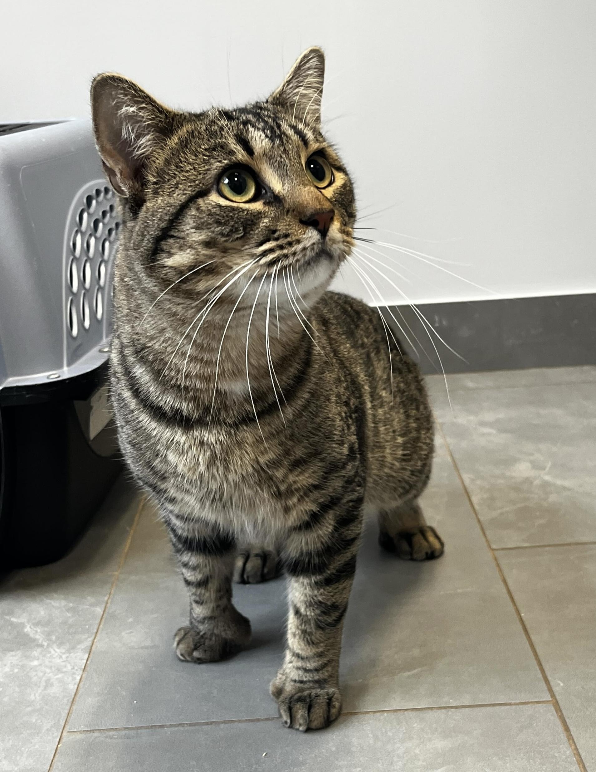 Humbug, an adopted Domestic Short Hair in North Haven, CT image 2/6