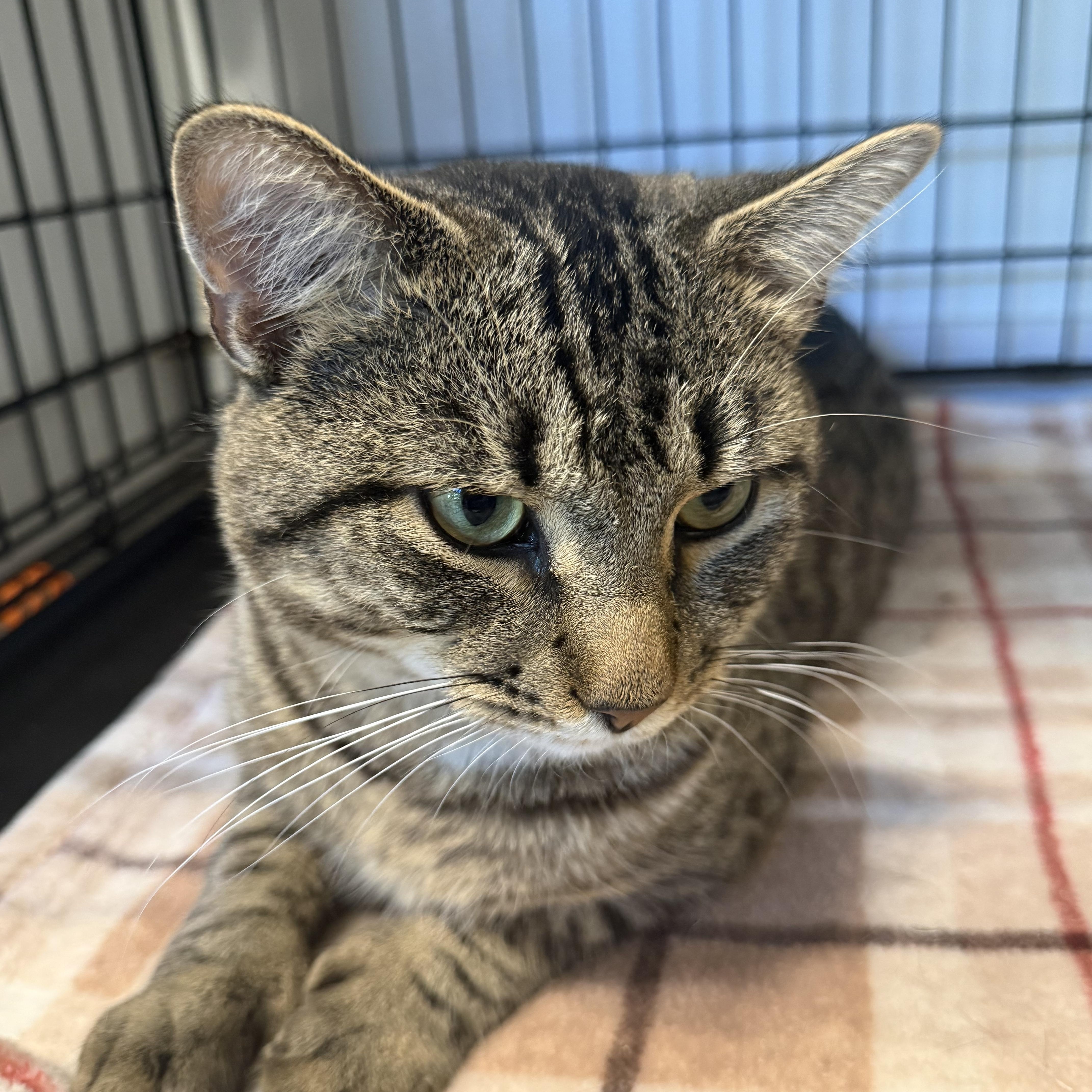 Humbug, an adopted Domestic Short Hair in North Haven, CT image 5/6