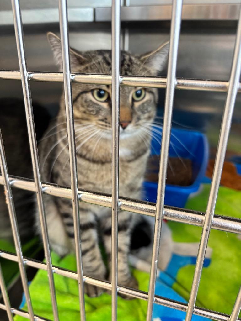 Humbug, an adopted Domestic Short Hair in North Haven, CT image 6/6