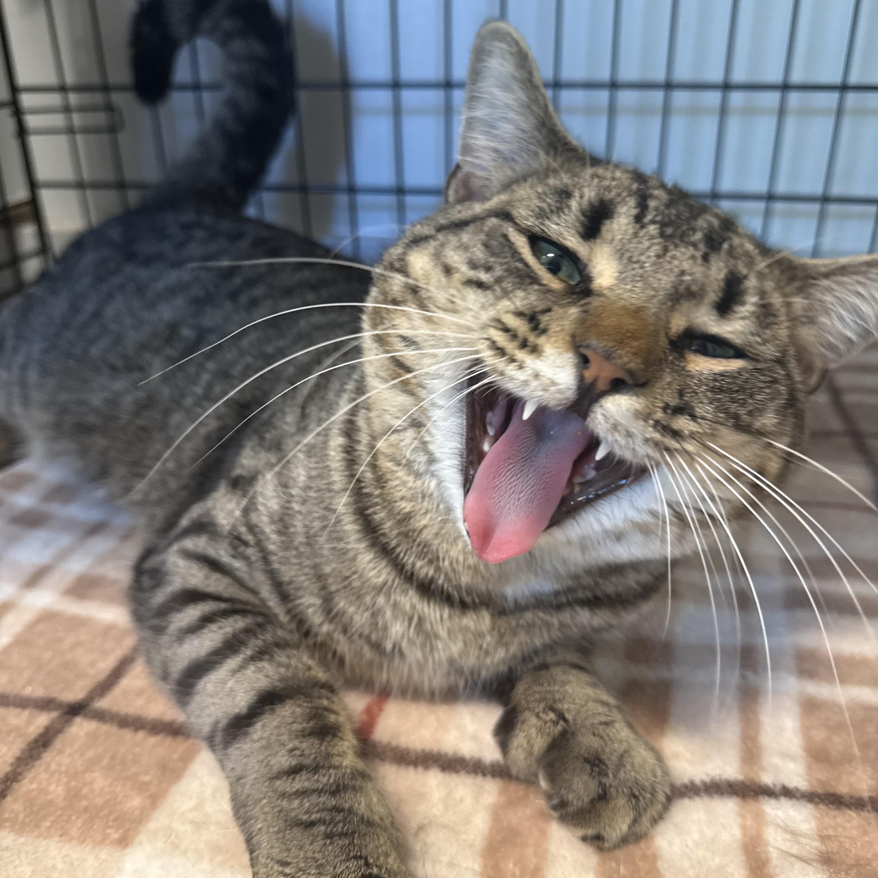 Humbug, an adopted Domestic Short Hair in North Haven, CT image 4/6