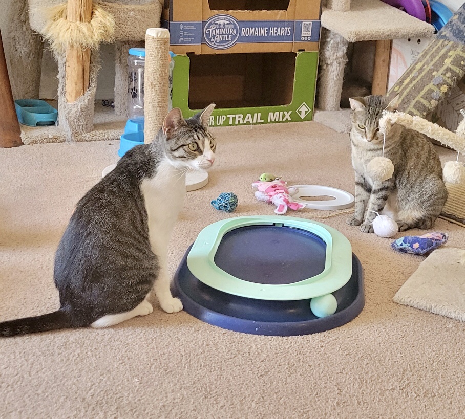 Lucy, a Adoptable mixed breed in Mission Viejo, CA image 3/4