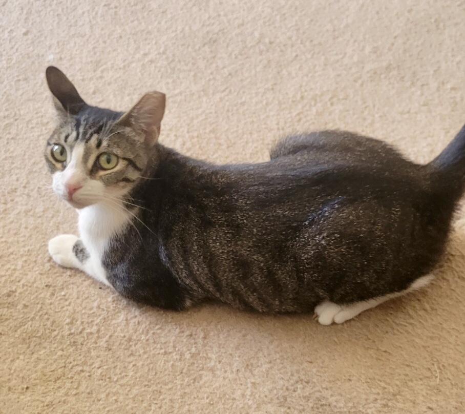 Lucy, a Adoptable mixed breed in Mission Viejo, CA image 2/4