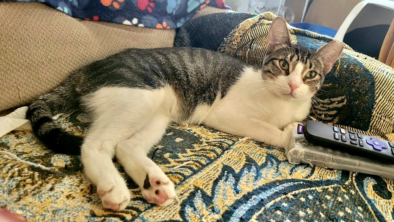 Lucy, a Adoptable mixed breed in Mission Viejo, CA image 1/4