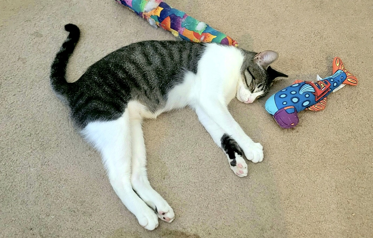 Lucy, a Adoptable mixed breed in Mission Viejo, CA image 4/4