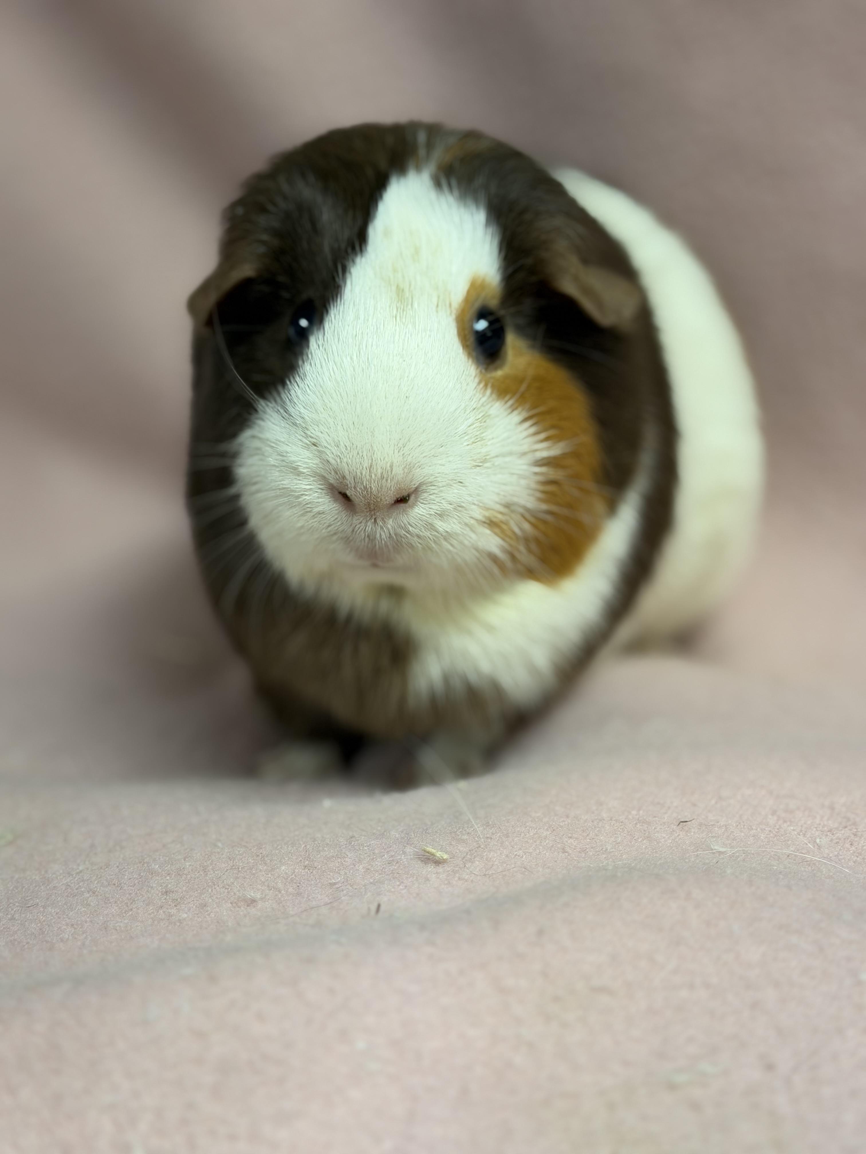 Mochi: video!!, ADOPTABLE, Young Female Guinea Pig.