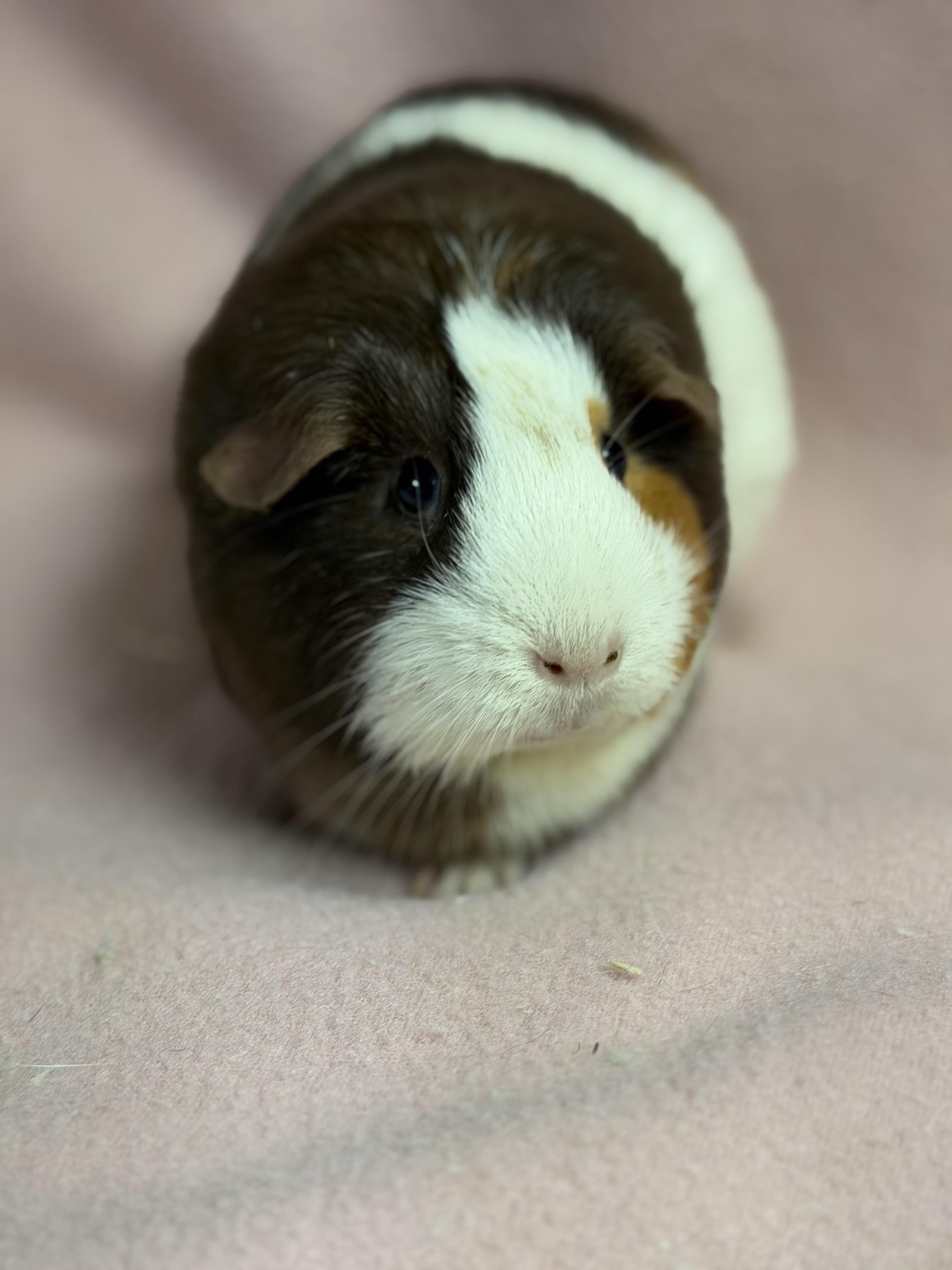 Mochi: video!!, a ADOPTABLE Guinea Pig in Edinburg, PA image 3/6