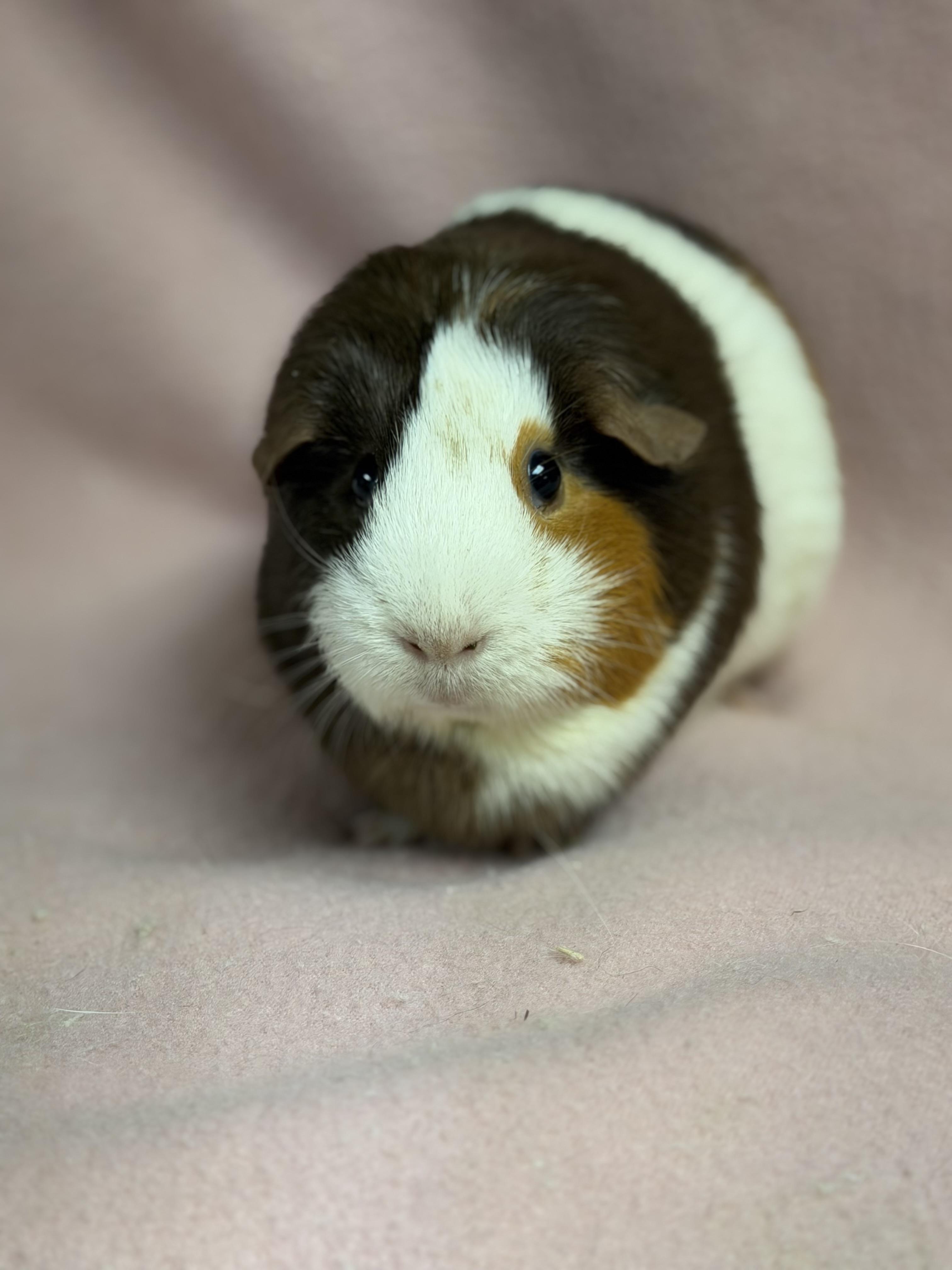 Mochi: video!!, a ADOPTABLE Guinea Pig in Edinburg, PA image 6/6