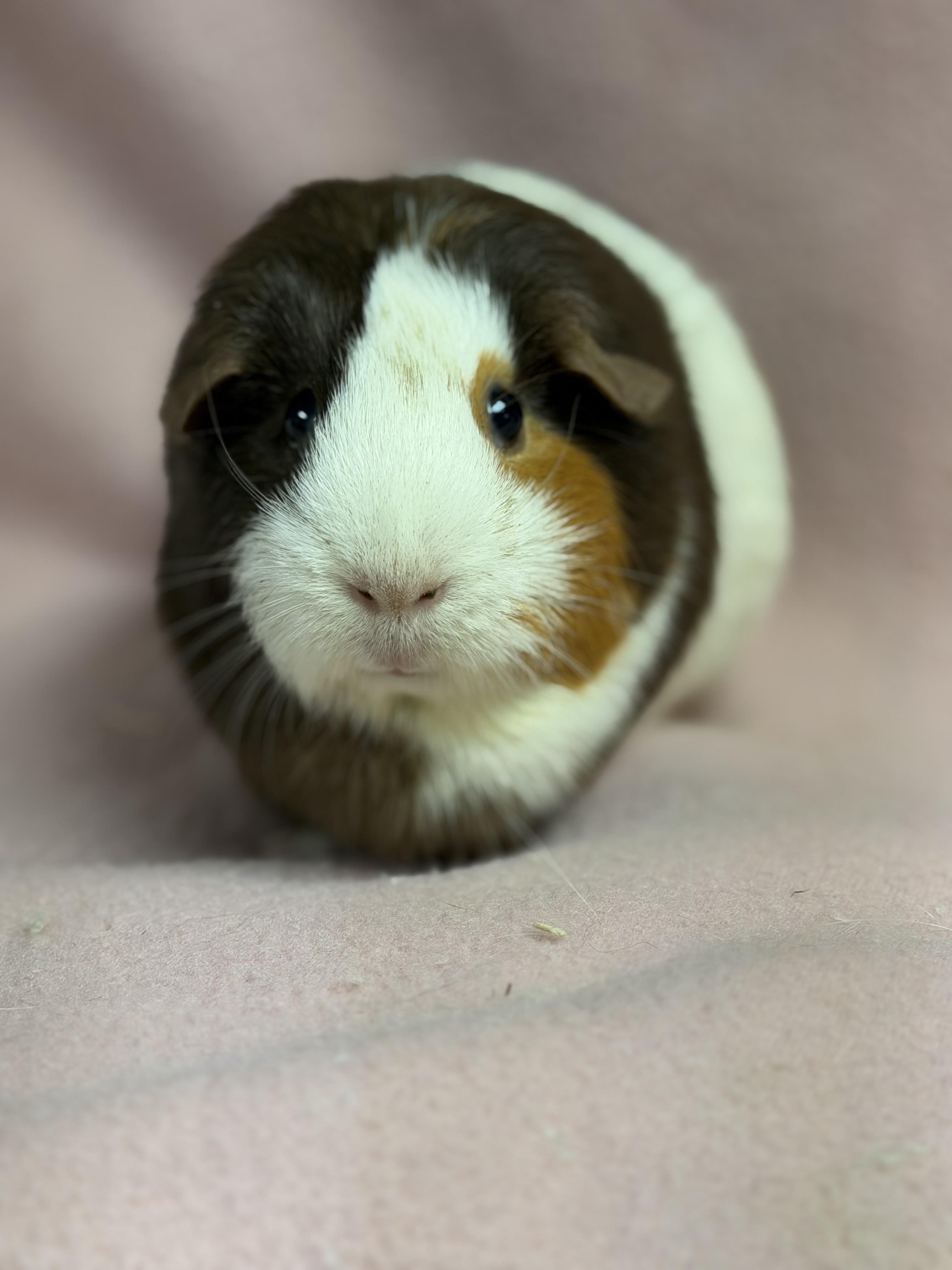 Mochi: video!!, a ADOPTABLE Guinea Pig in Edinburg, PA image 5/6