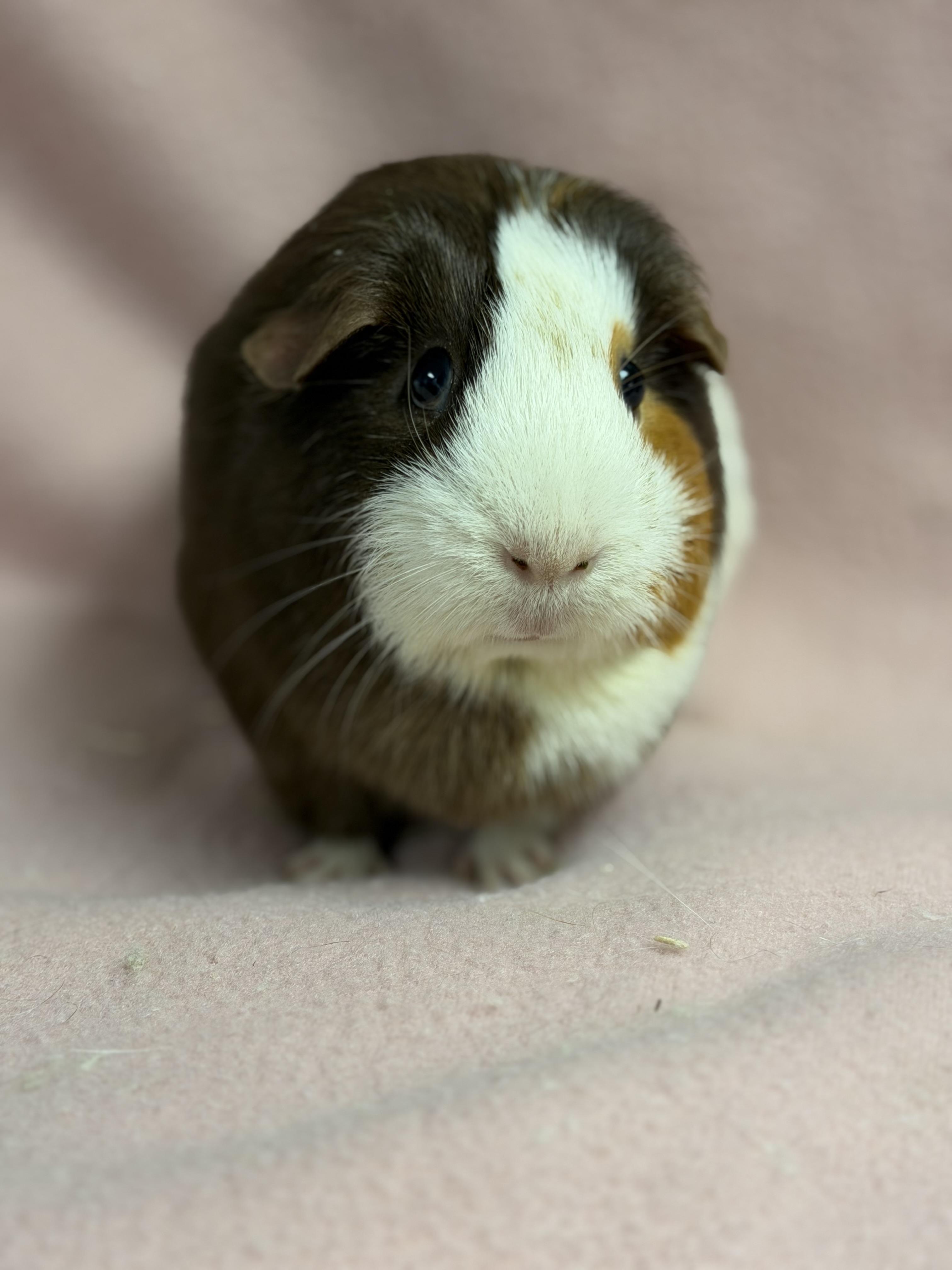 Mochi: video!!, a ADOPTABLE Guinea Pig in Edinburg, PA image 4/6