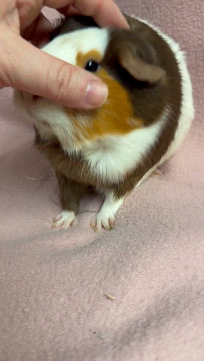 Enlarge Mochi: video!!, a ADOPTABLE Guinea Pig in Edinburg, PA video 2/6