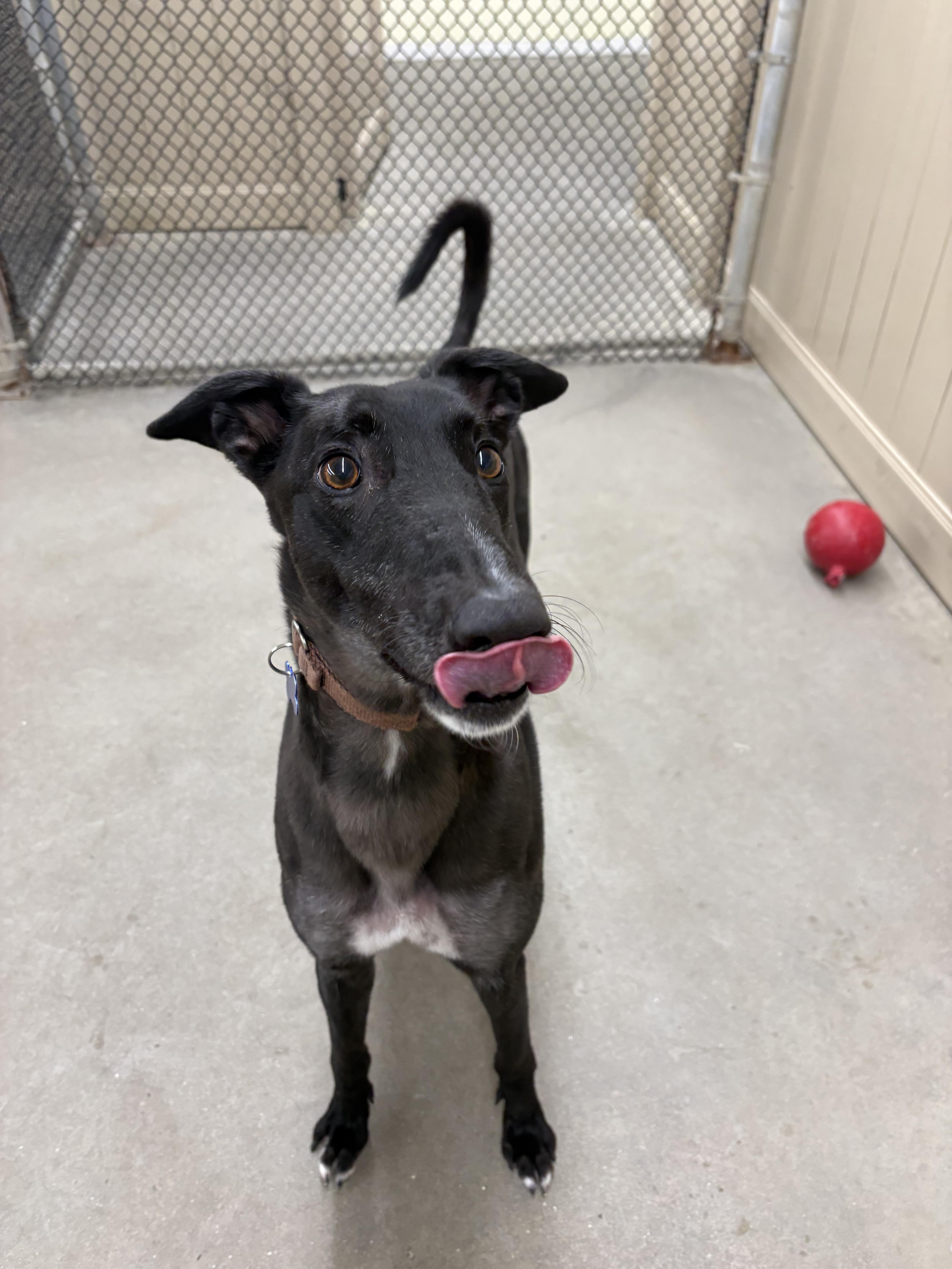 Enlarge Littlefoot, a Adoptable Greyhound in Swanzey, NH image 2/3