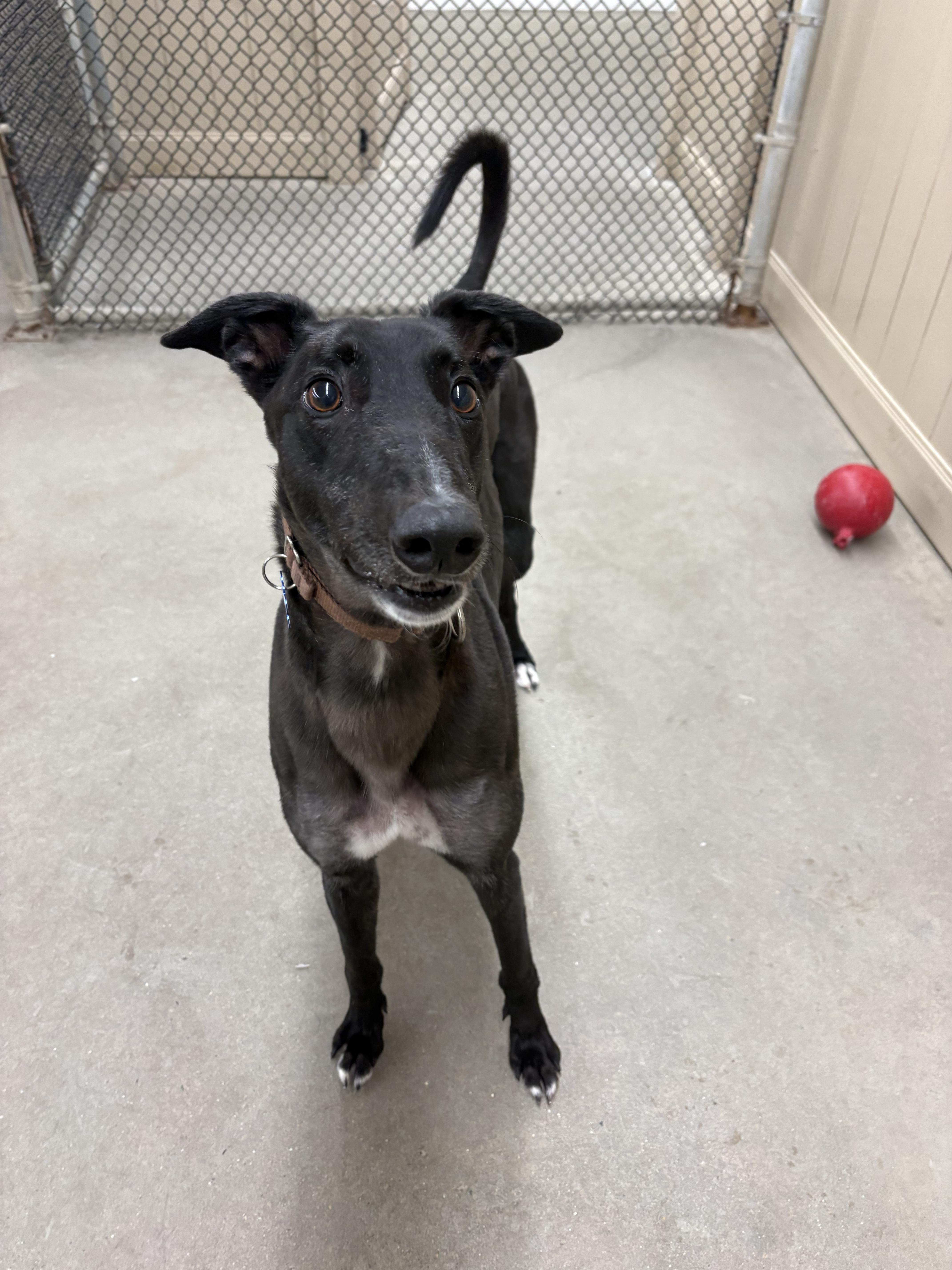 Enlarge Littlefoot, a Adoptable Greyhound in Swanzey, NH image 3/3