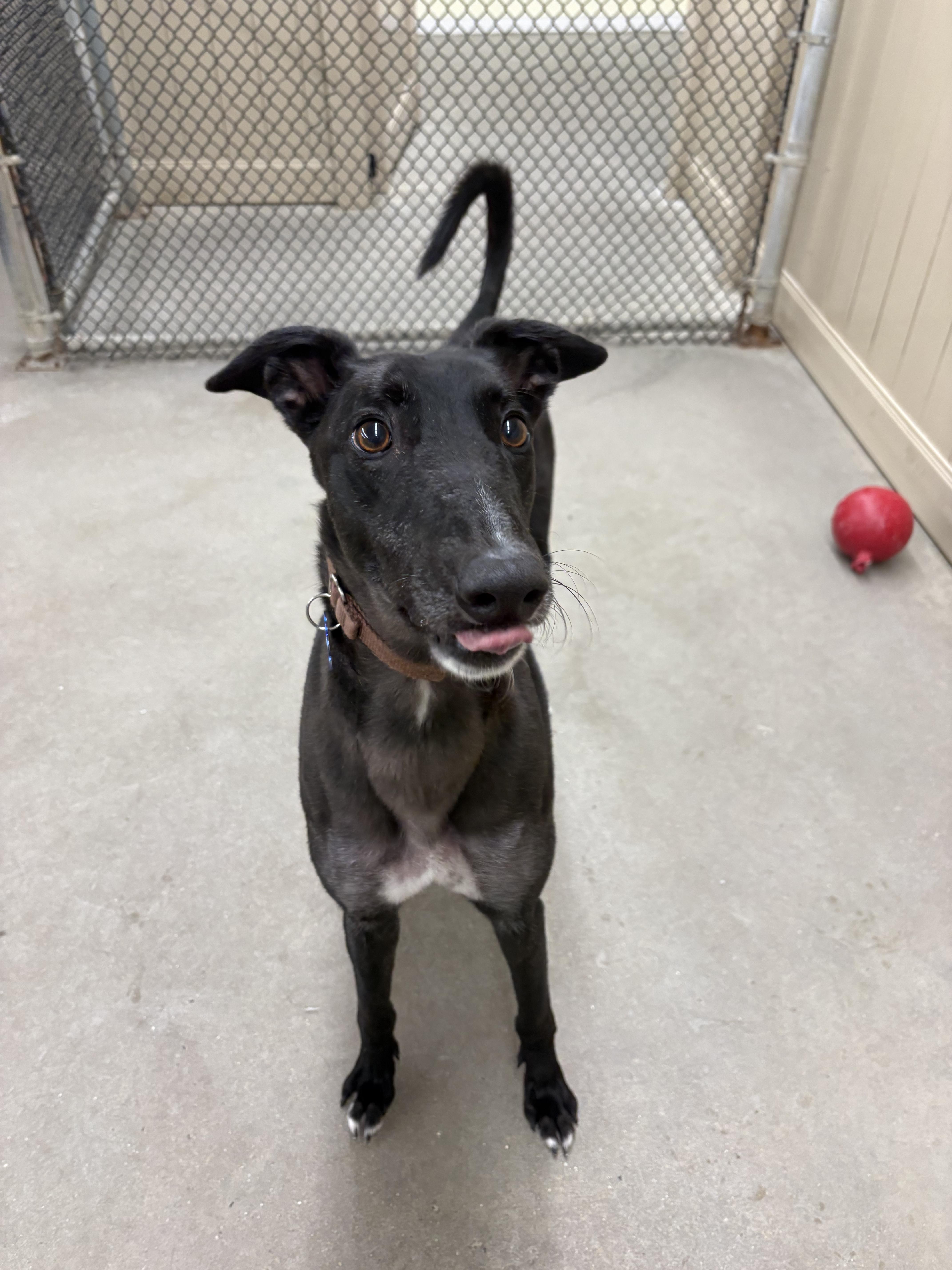 Enlarge Littlefoot, a Adoptable Greyhound in Swanzey, NH image 1/3