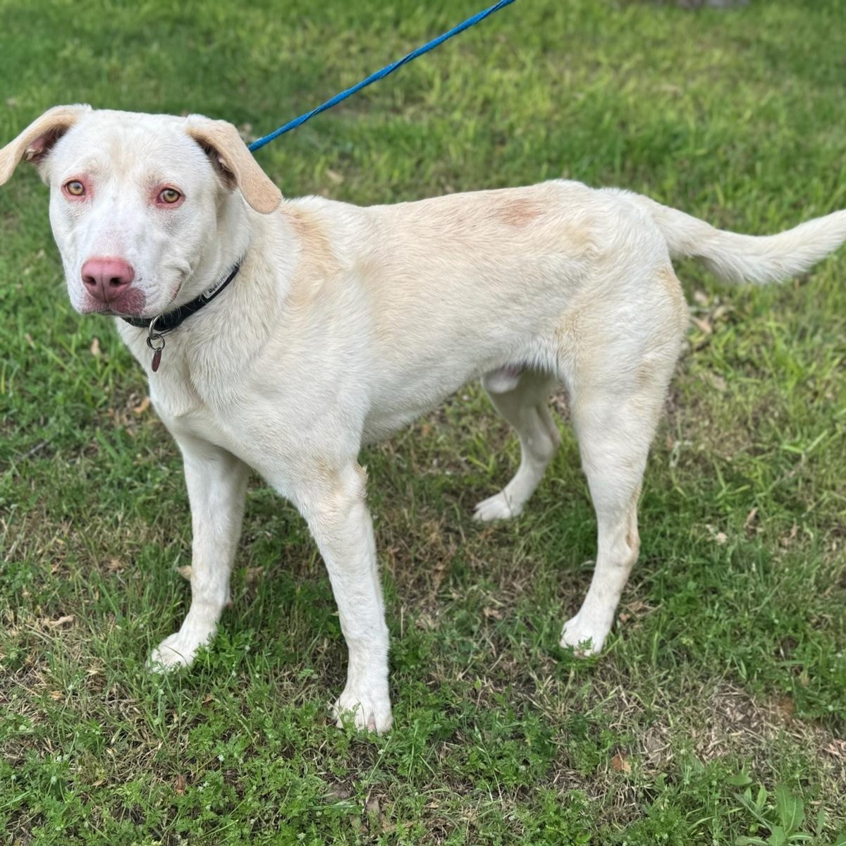 Dog for adoption Jerry Golden, a Yellow Labrador Retriever & Golden