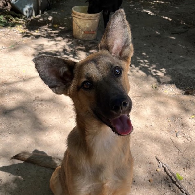 Melina, Adult Female unknown