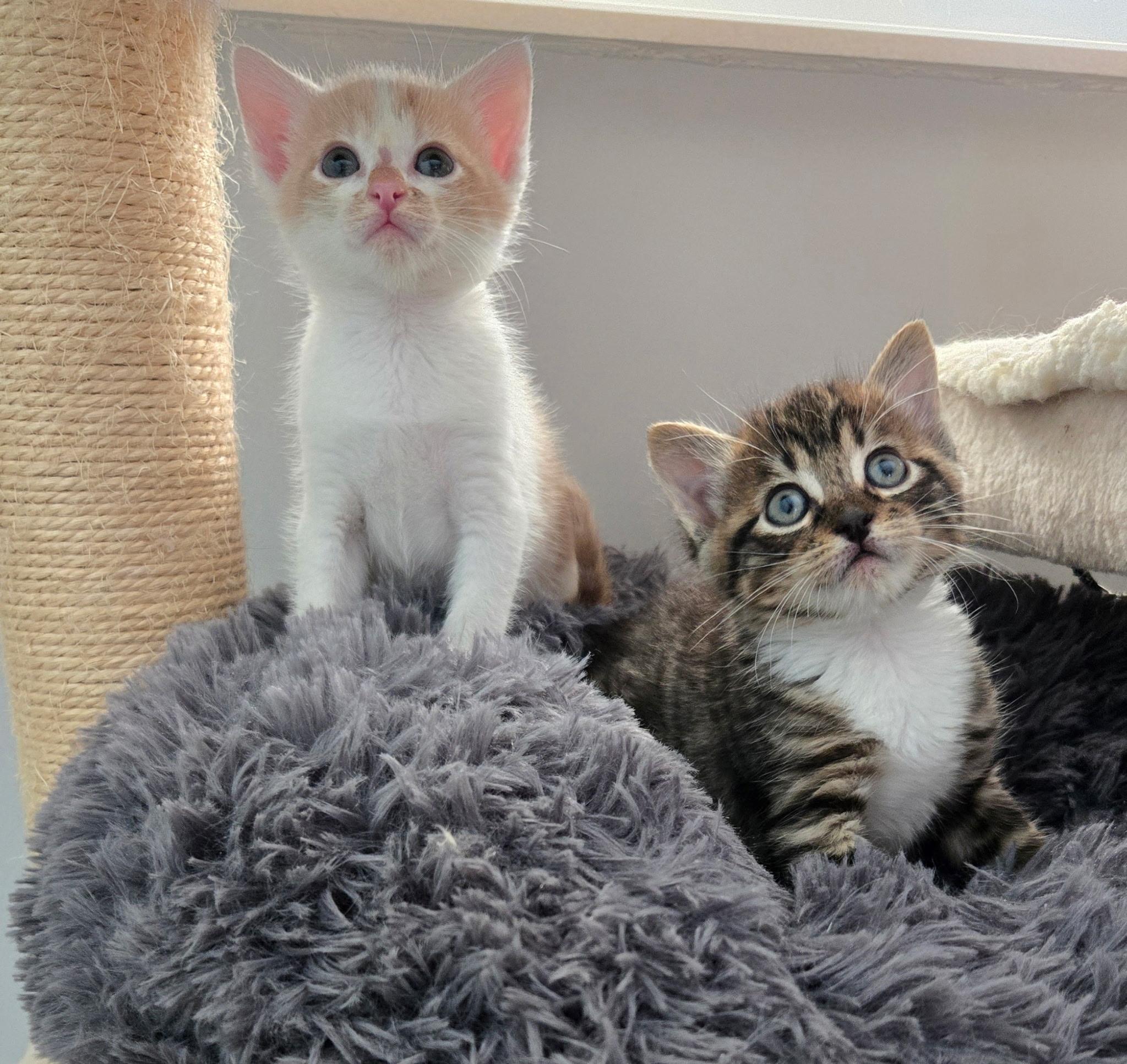 Cat for adoption Honey & Moonshine BONDED, a Domestic Short Hair Mix