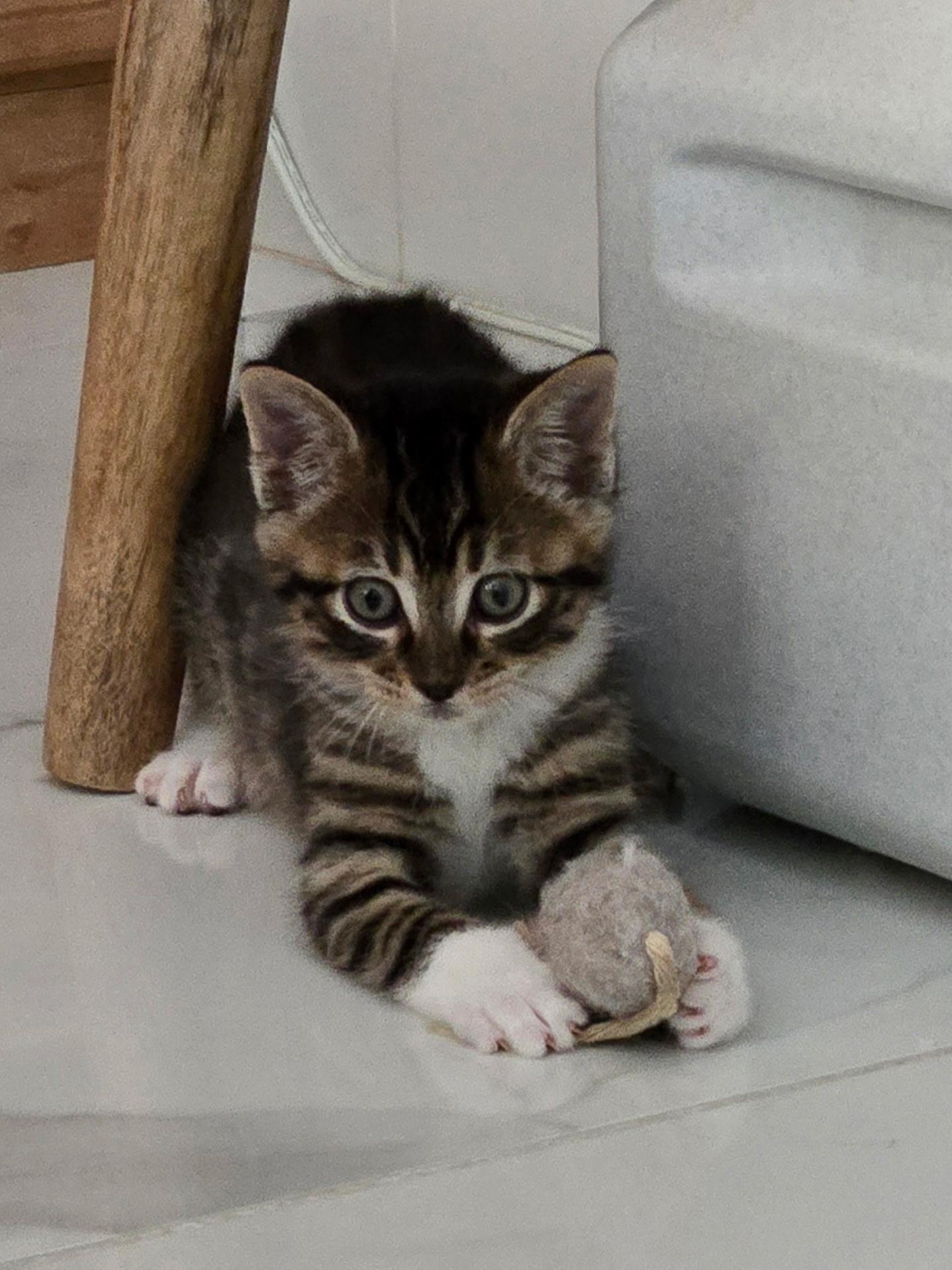 Cat for adoption Honey & Moonshine BONDED, a Domestic Short Hair Mix