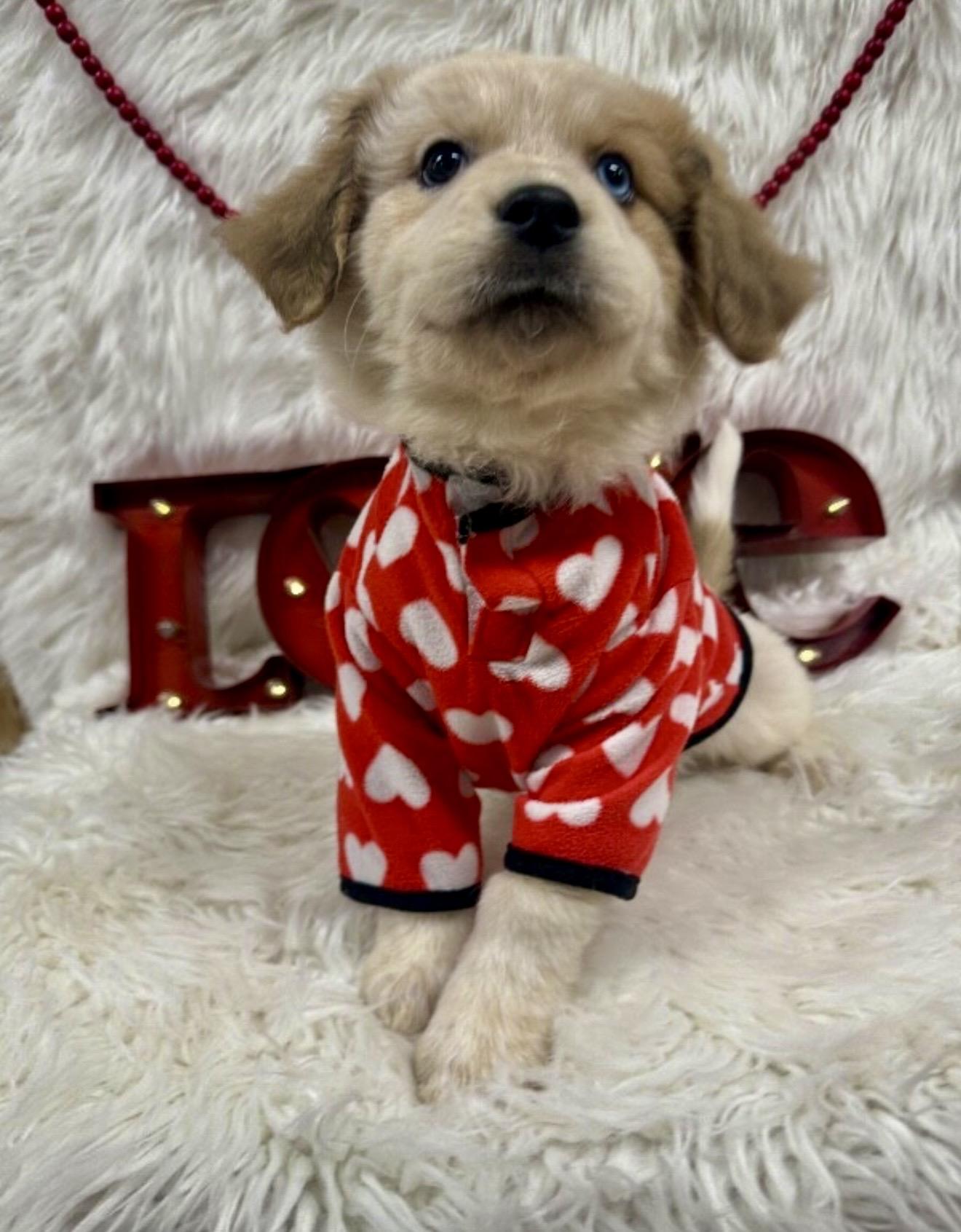 Shania, an adopted mixed breed in Farmington , CT image 3/4