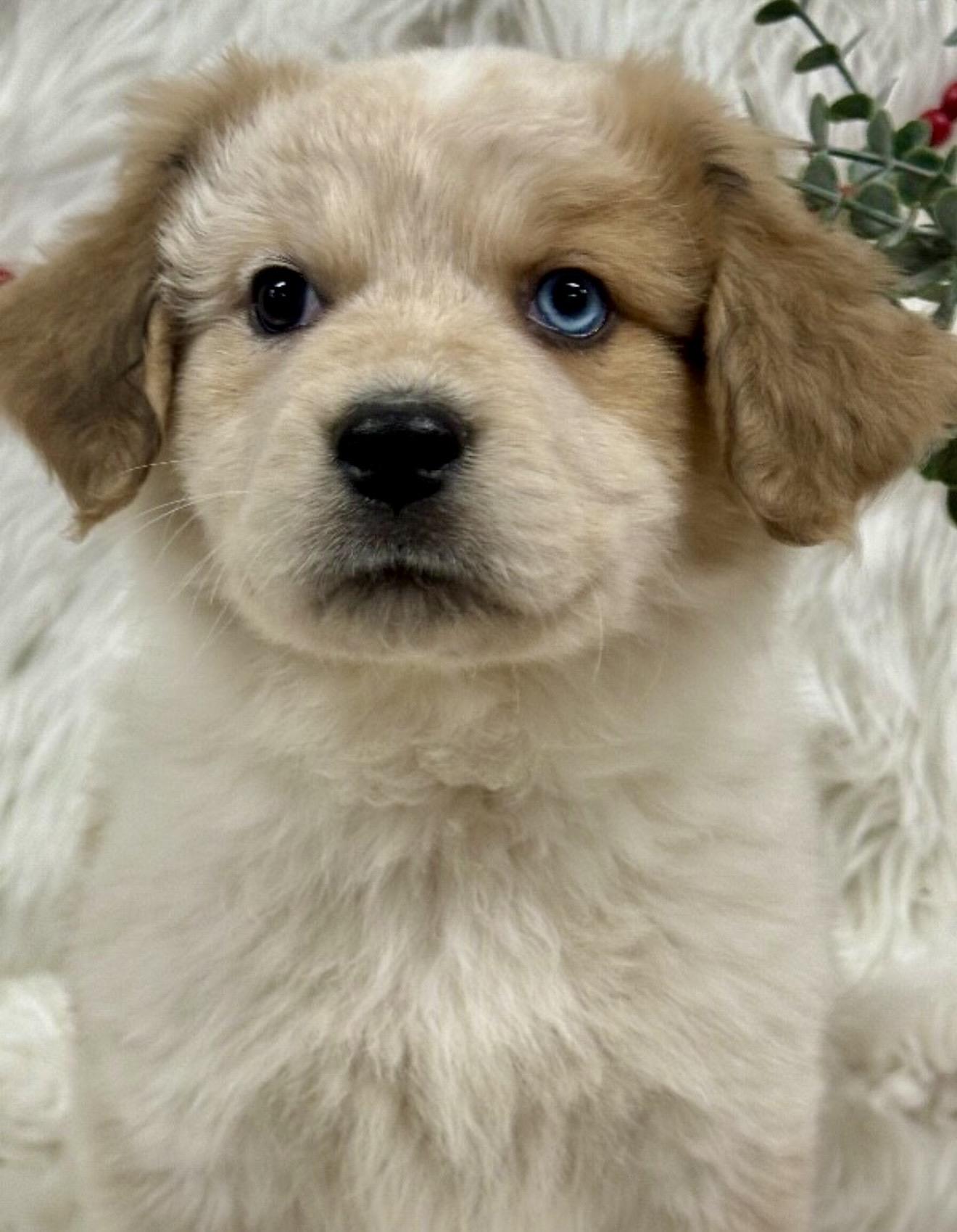 Shania, an adopted mixed breed in Farmington , CT image 1/4