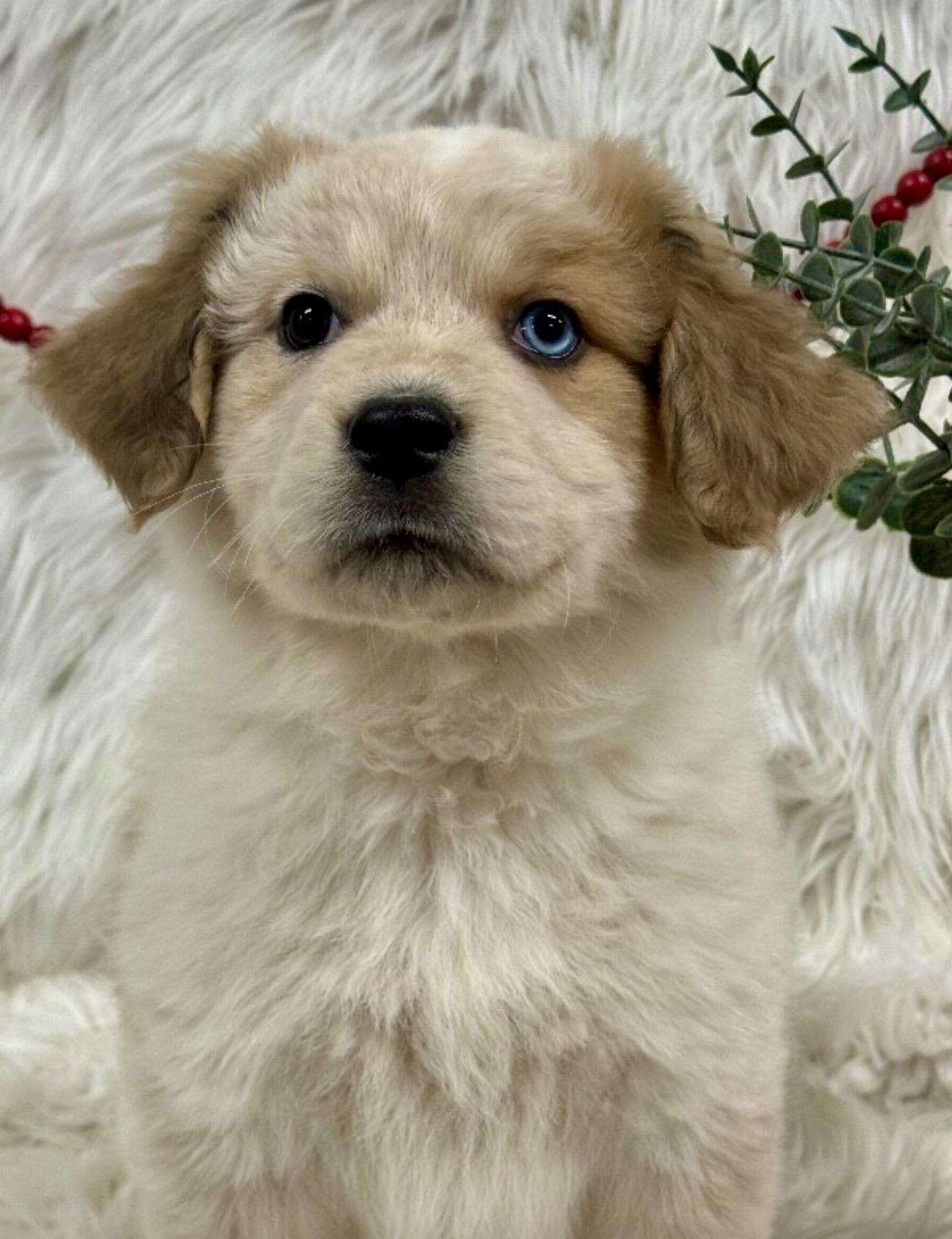 Shania, an adopted mixed breed in Farmington , CT image 2/4