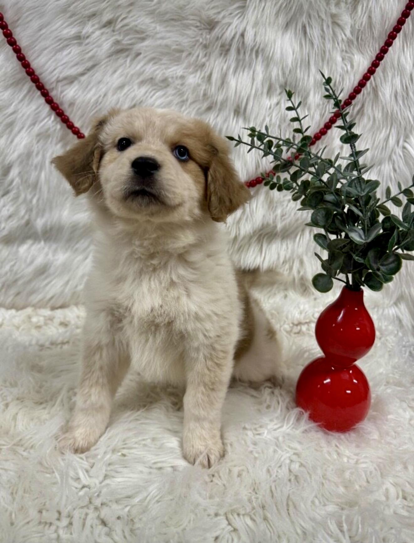 Shania, an adopted mixed breed in Farmington , CT image 4/4