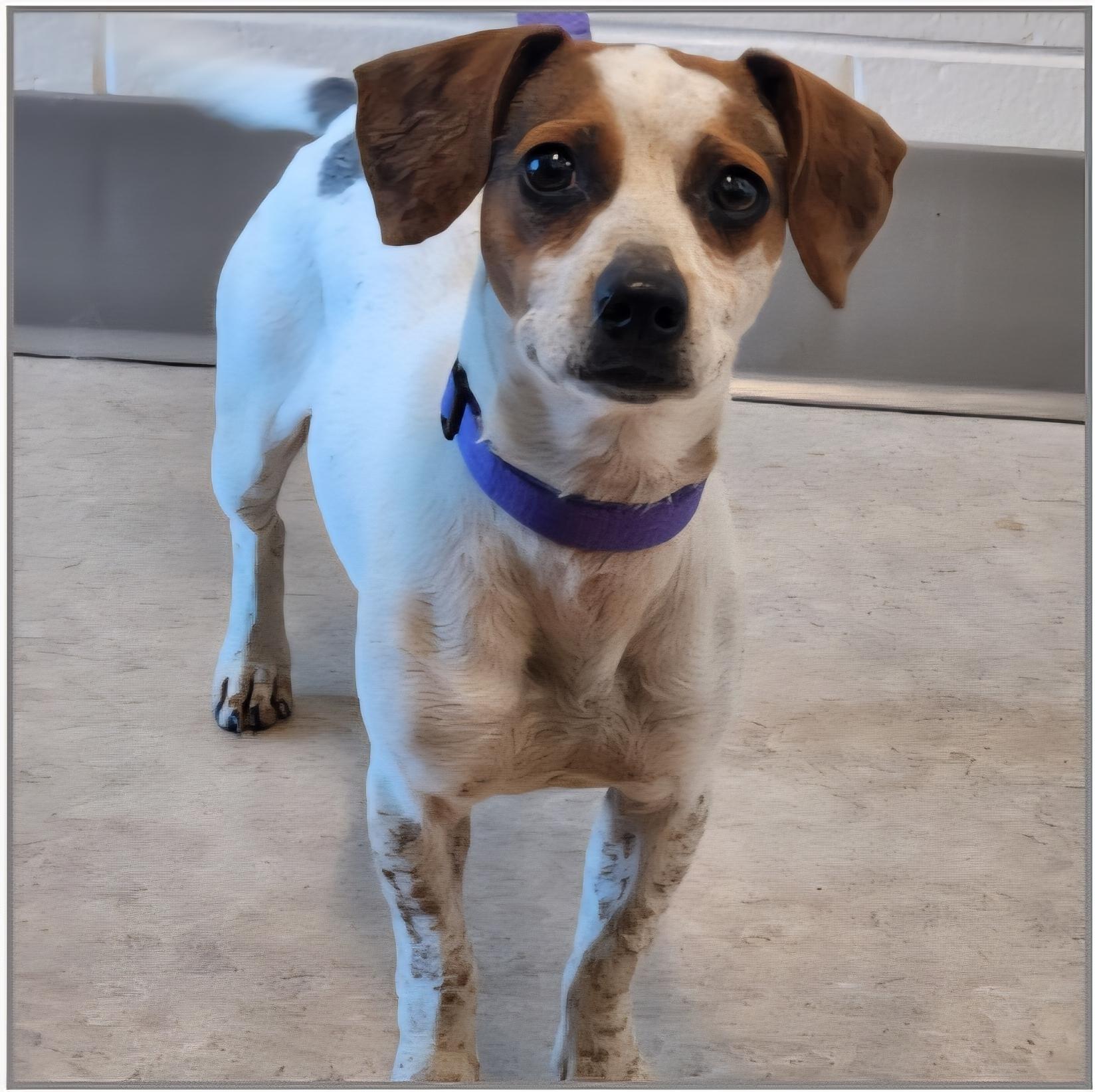 Orbit, Adoptable, Adult Female Jack Russell Terrier.