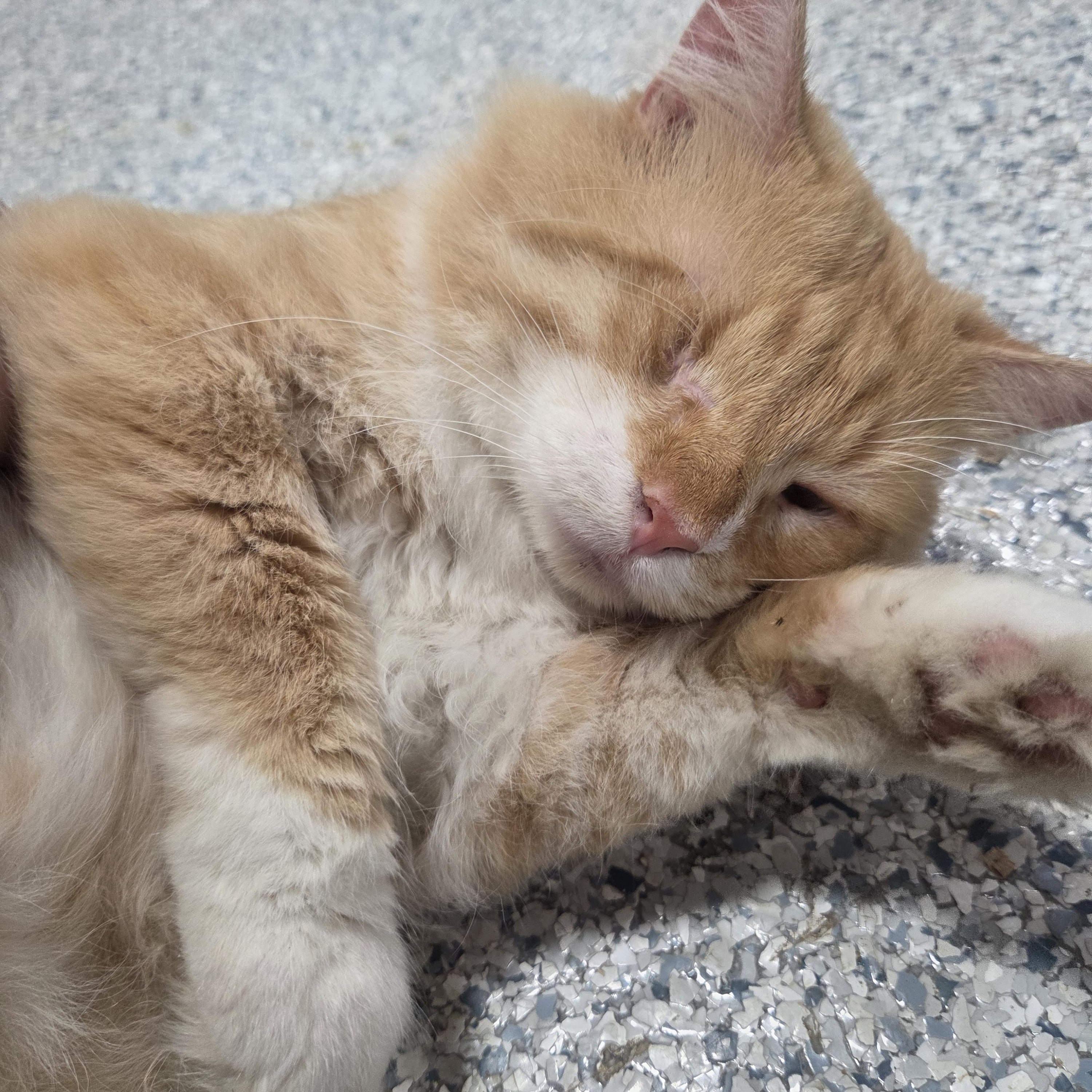 Enlarge One-eyed Willy, an adopted Domestic Medium Hair in Columbia, MO image 4/4