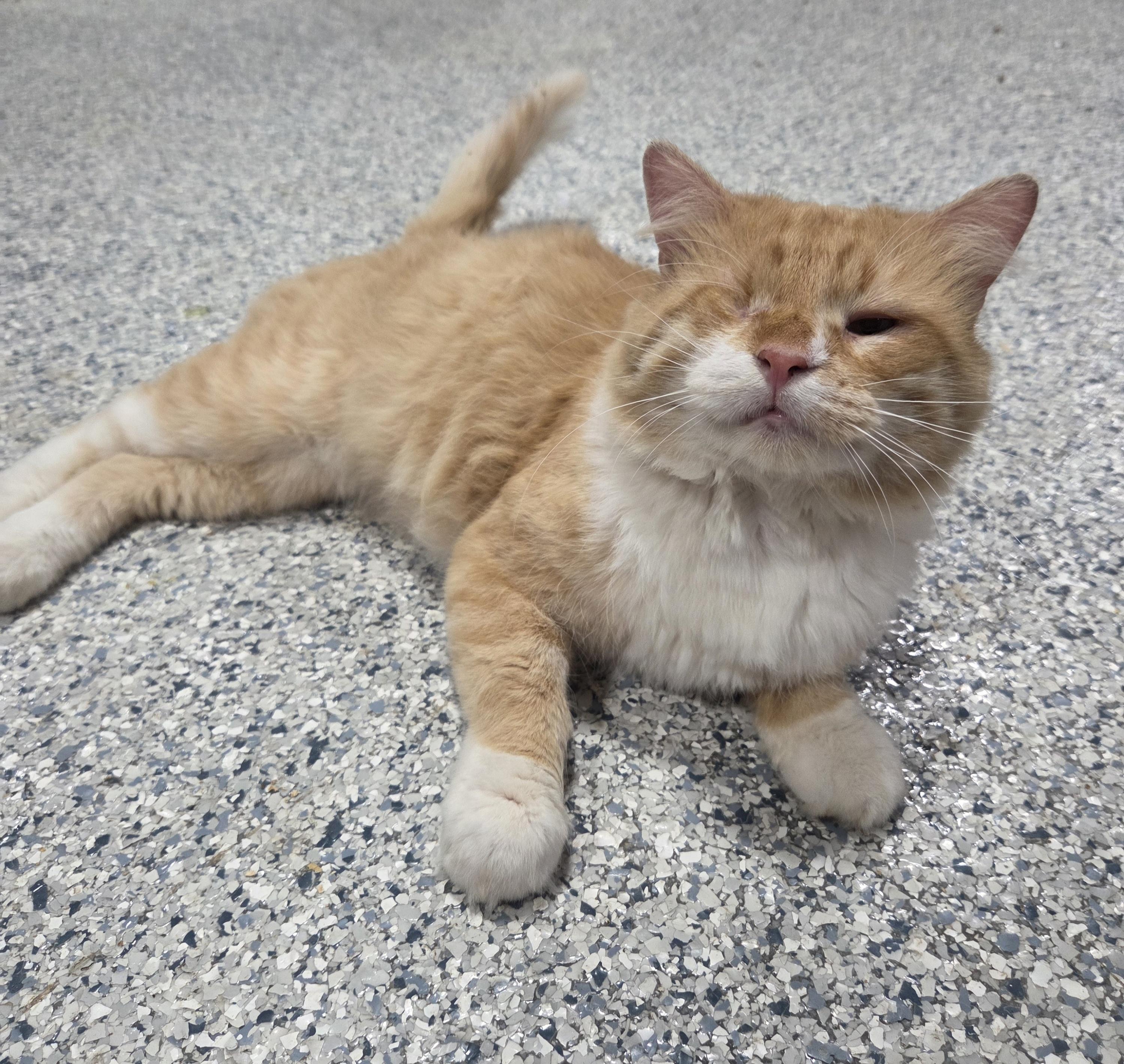 One-eyed Willy, adopted, Adult Male Domestic Medium Hair.