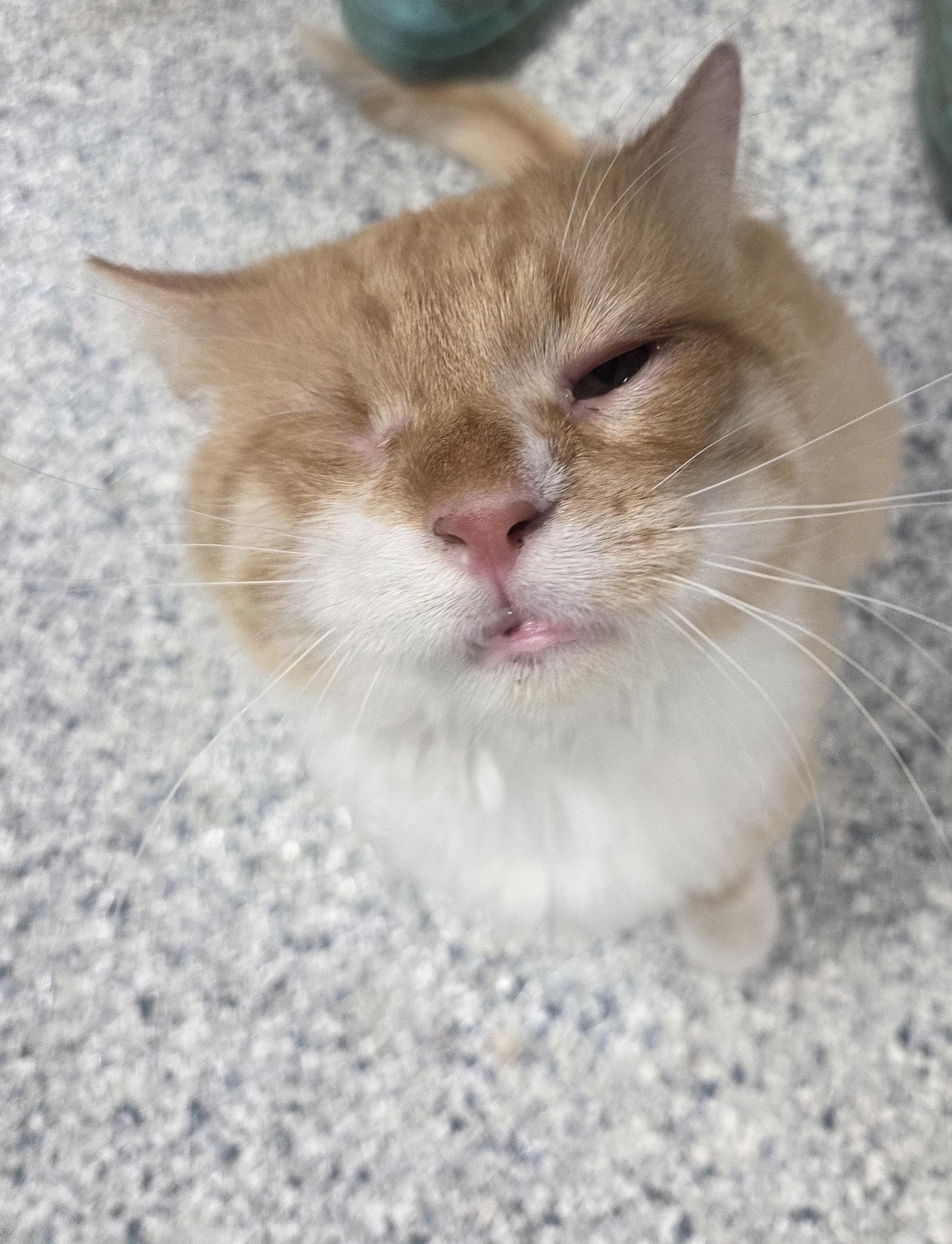 Enlarge One-eyed Willy, an adopted Domestic Medium Hair in Columbia, MO image 3/4
