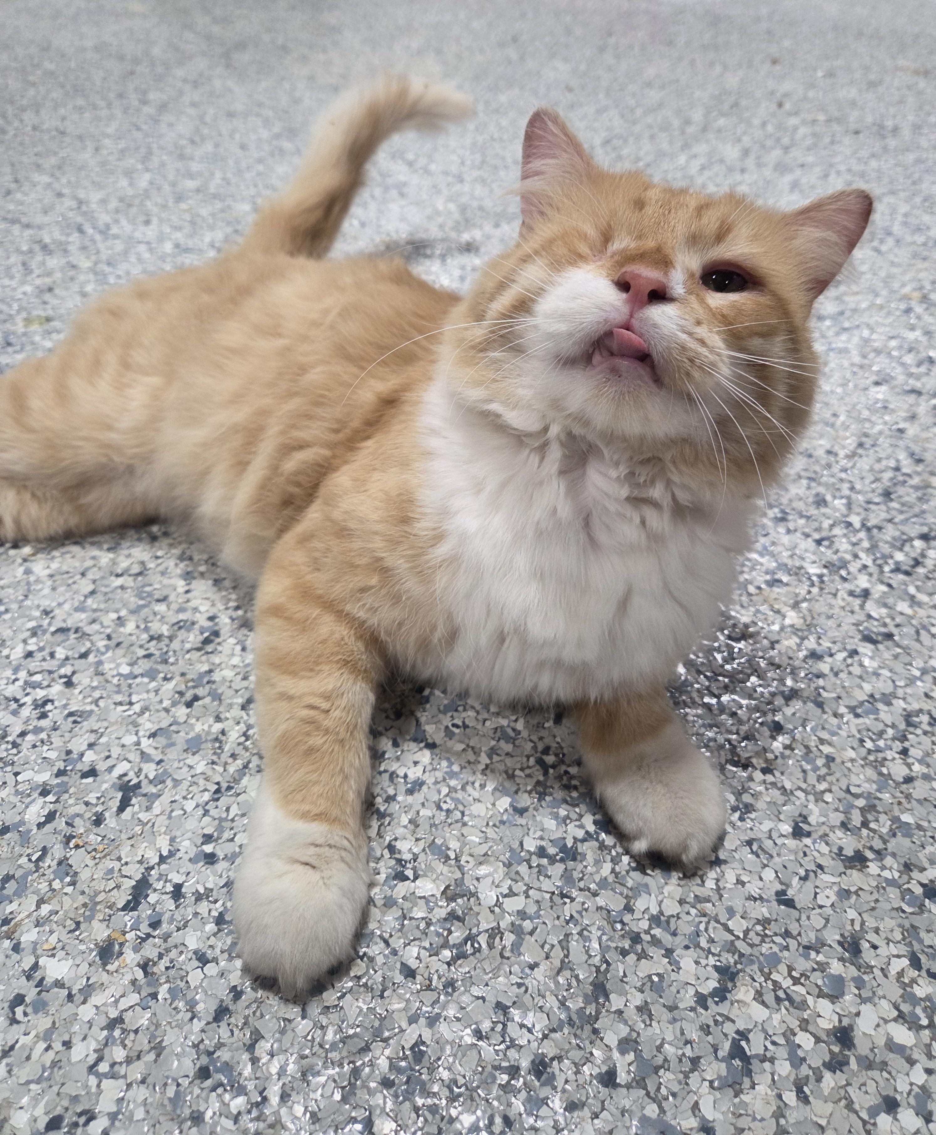 Enlarge One-eyed Willy, an adopted Domestic Medium Hair in Columbia, MO image 2/4