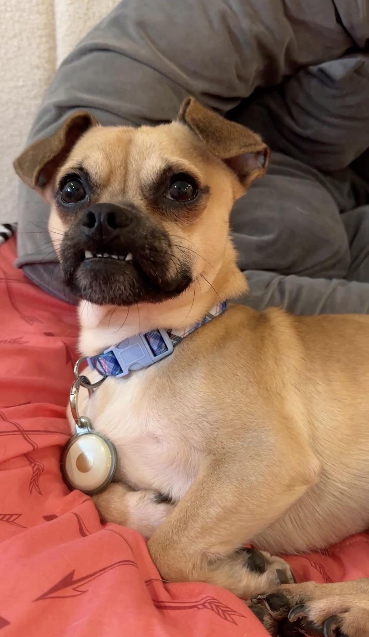 Enlarge Toby, a ADOPTABLE Puggle in Los Angeles, CA image 3/4