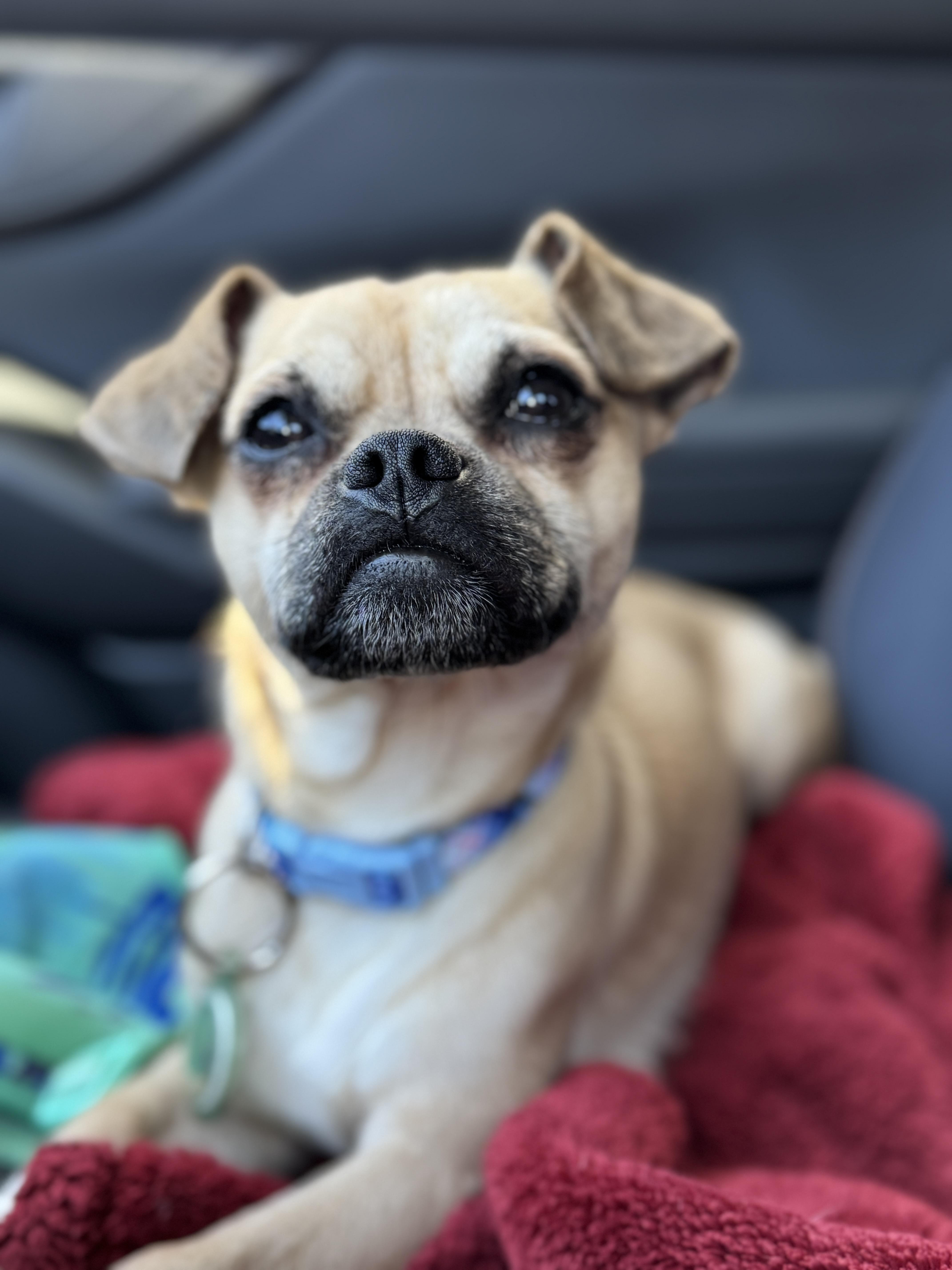 Toby, ADOPTABLE, Young Male Puggle.