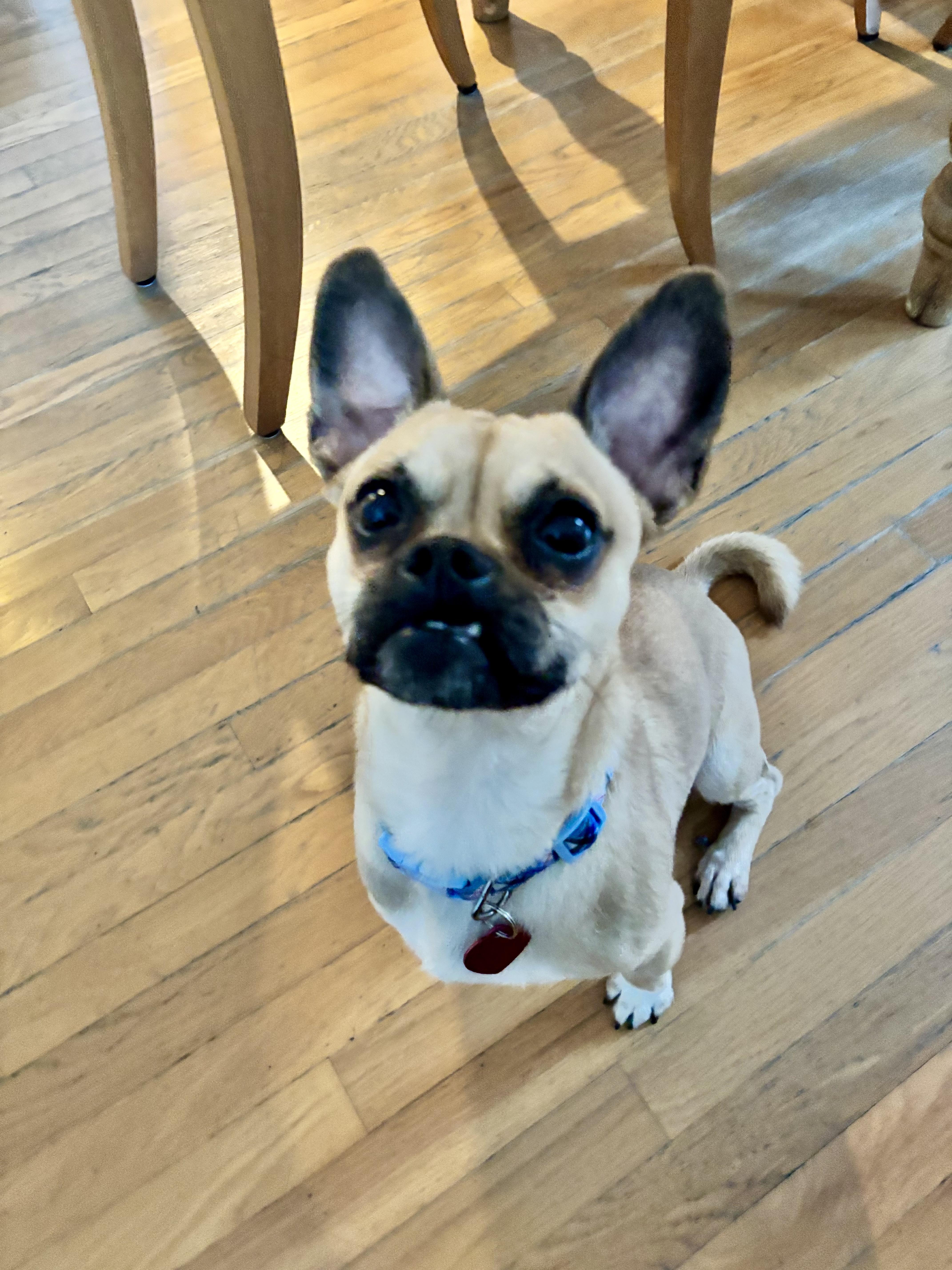 Enlarge Toby, a ADOPTABLE Puggle in Los Angeles, CA image 2/4